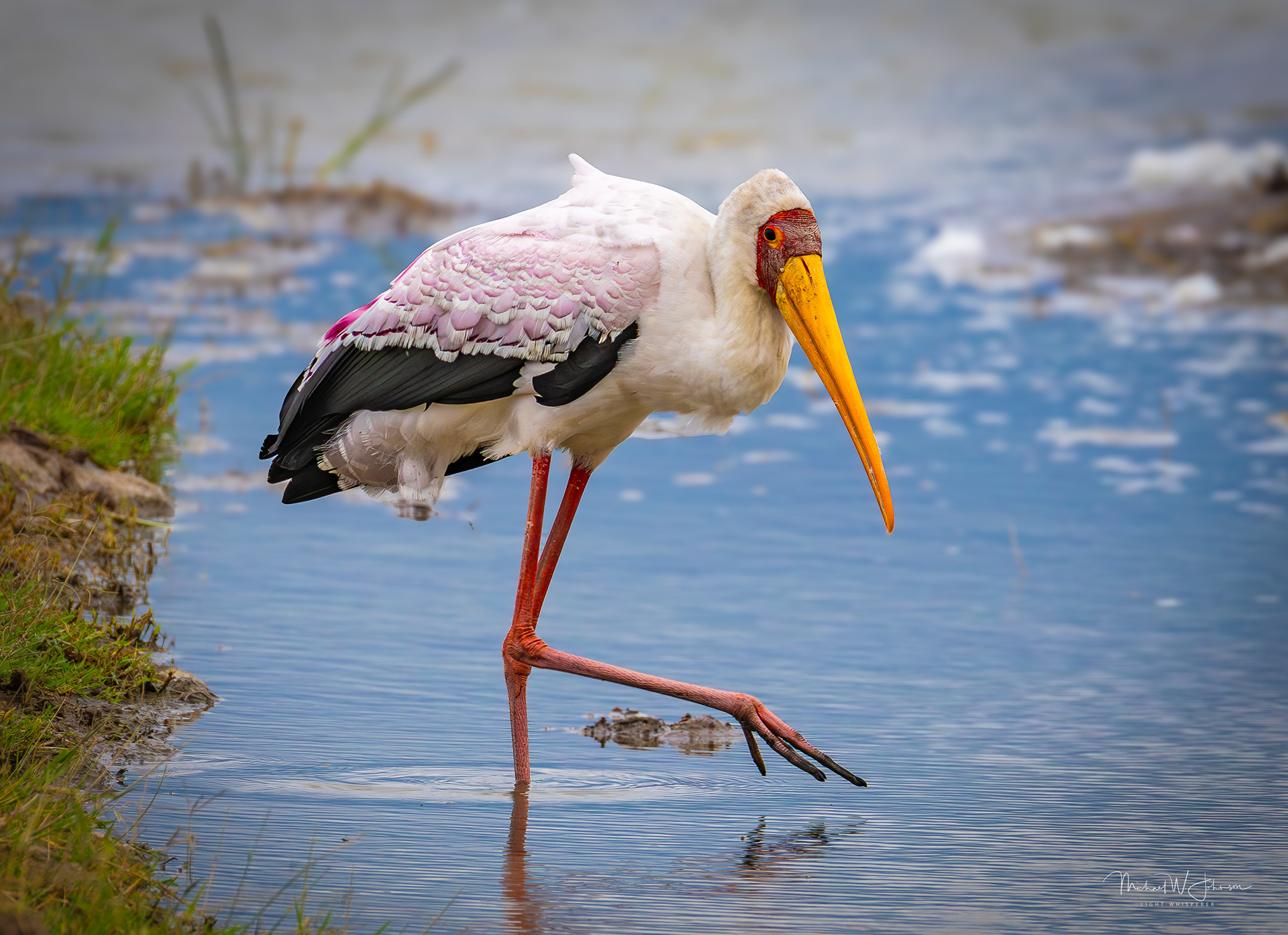 Yellow-billed Stork