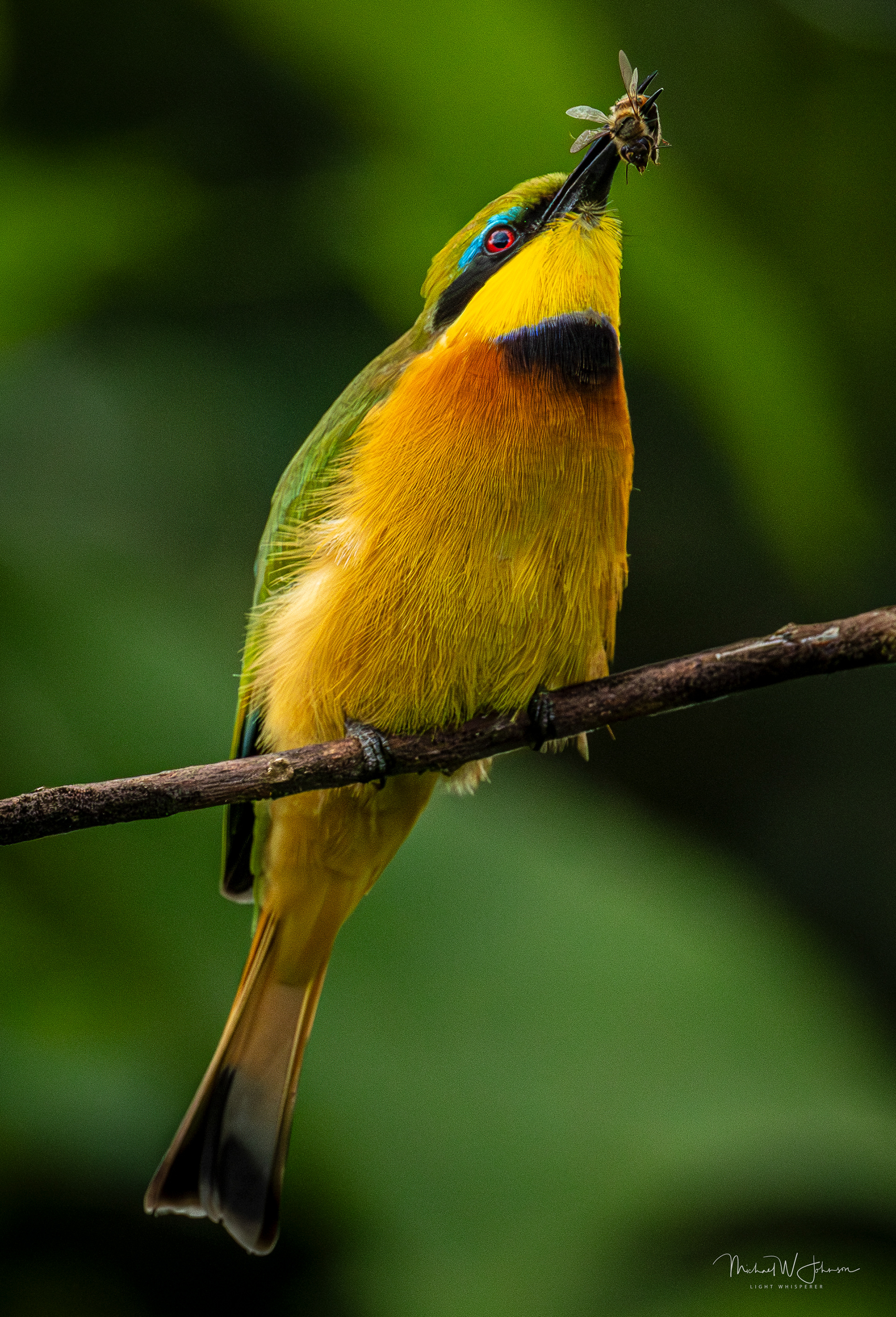 Little Bee-eater