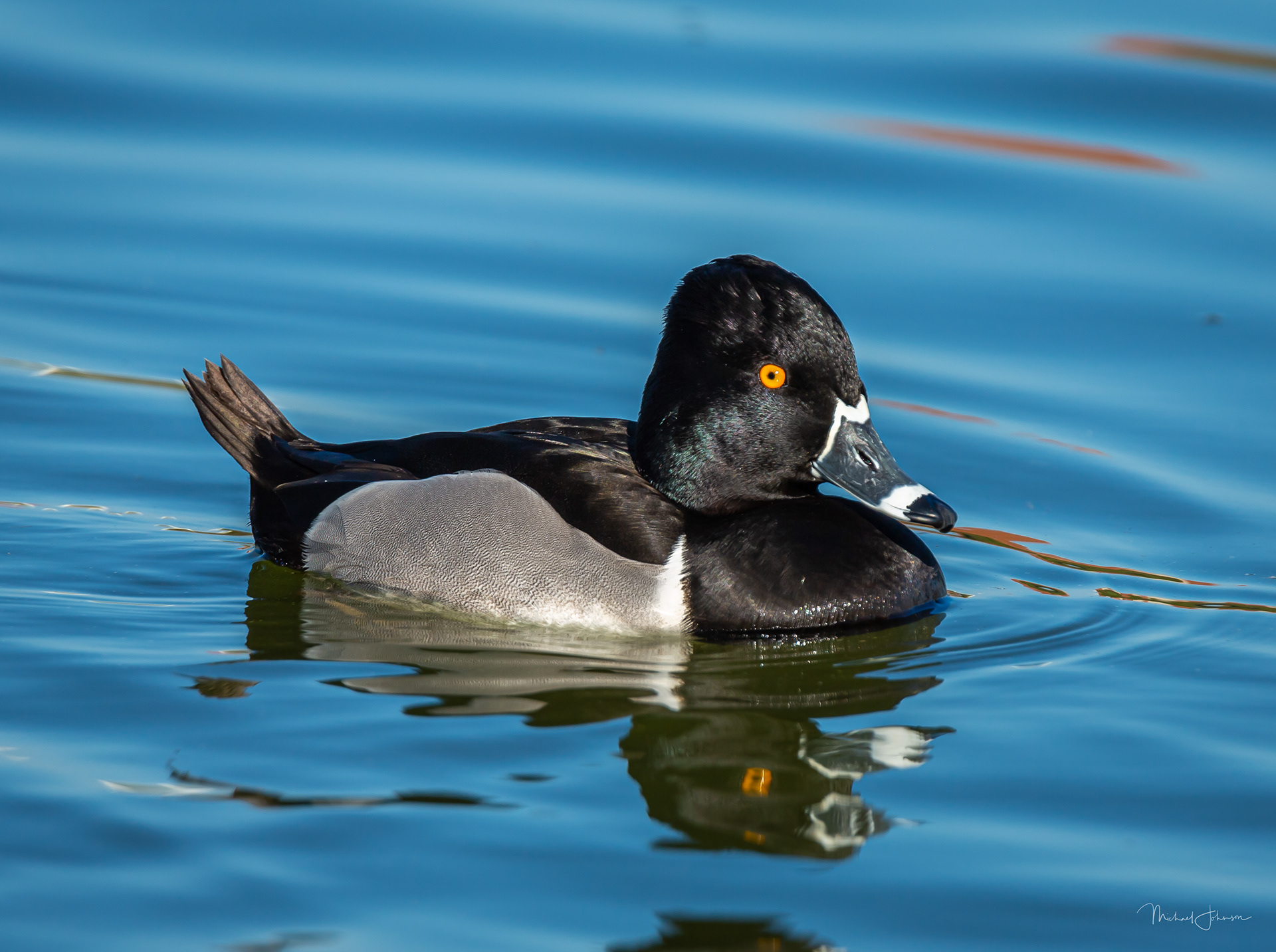 Ring-necked Duck