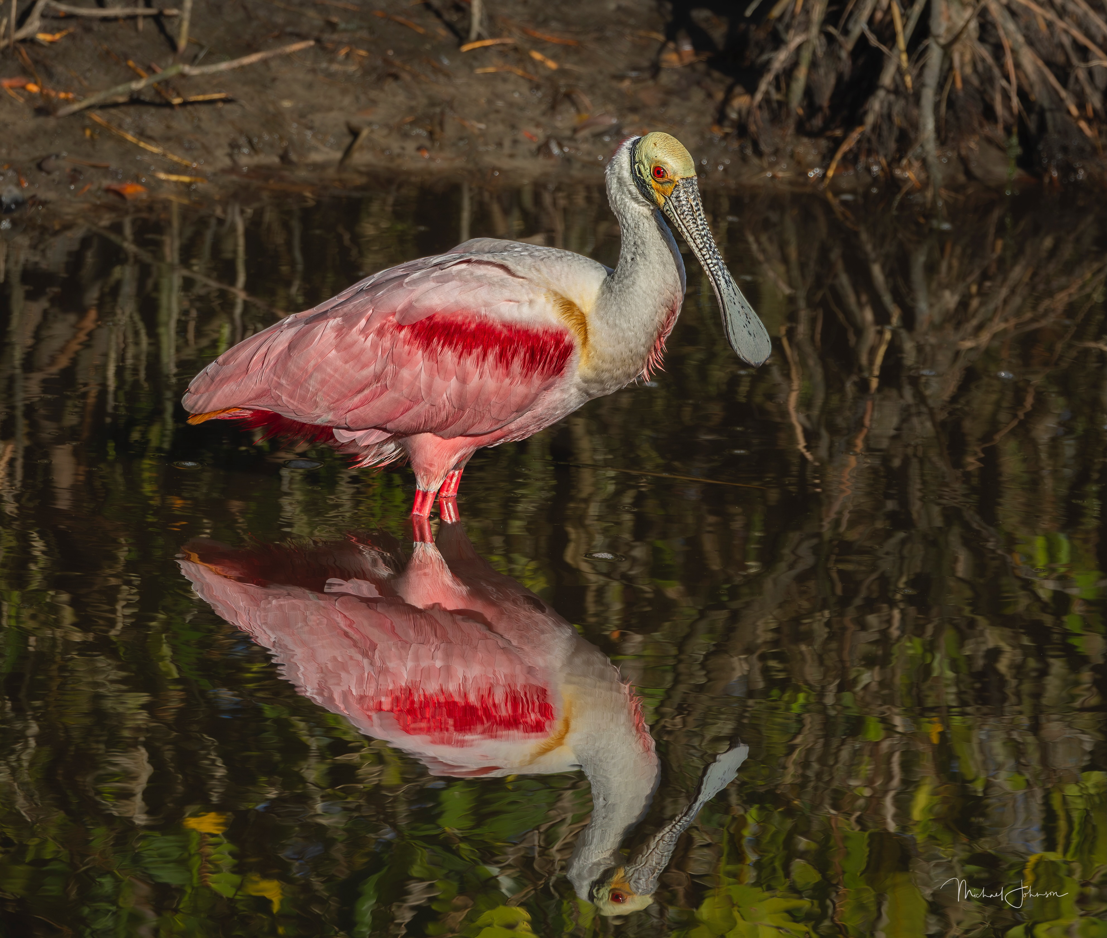 Roseate Spoonbill