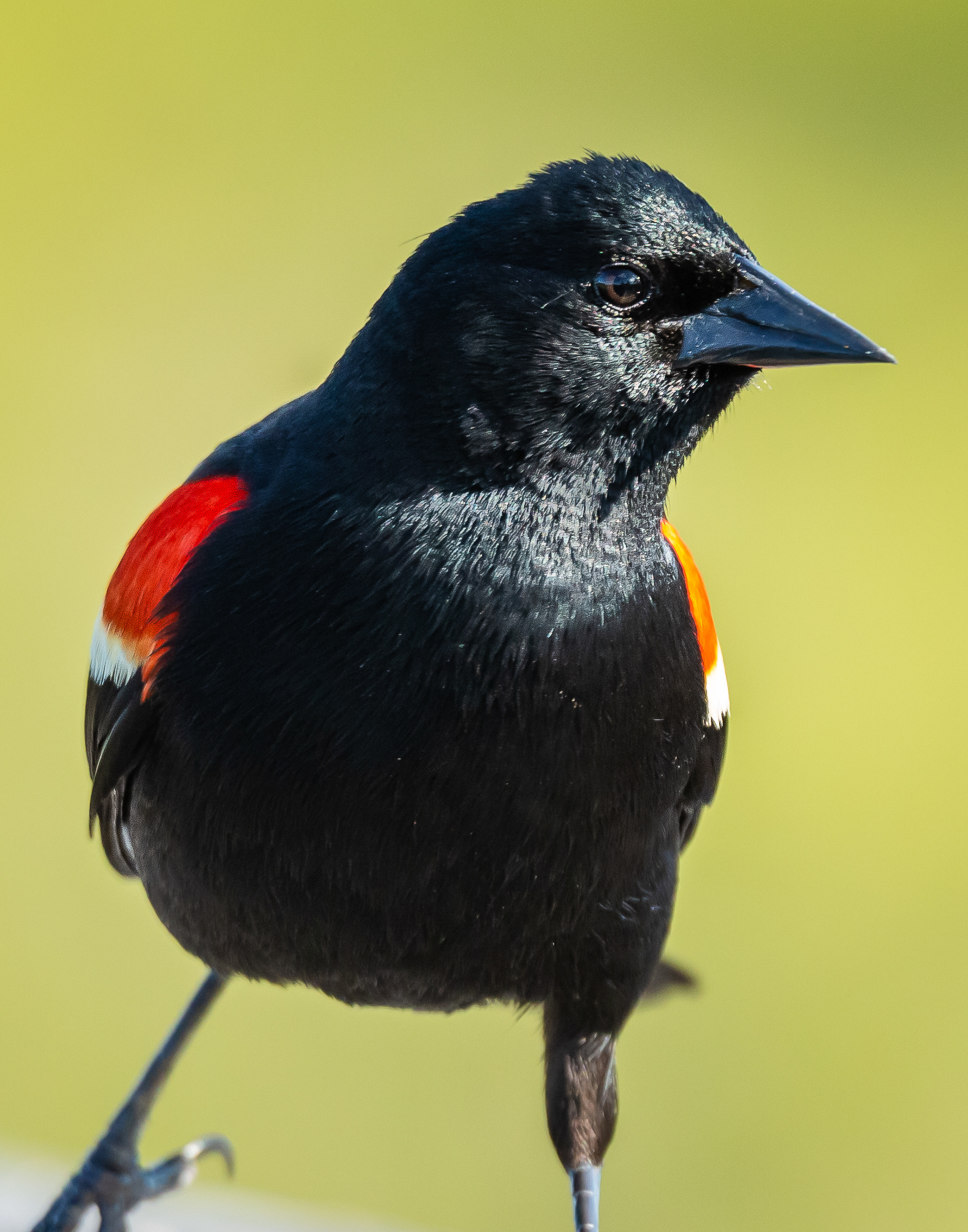 Red-winged Blackbird