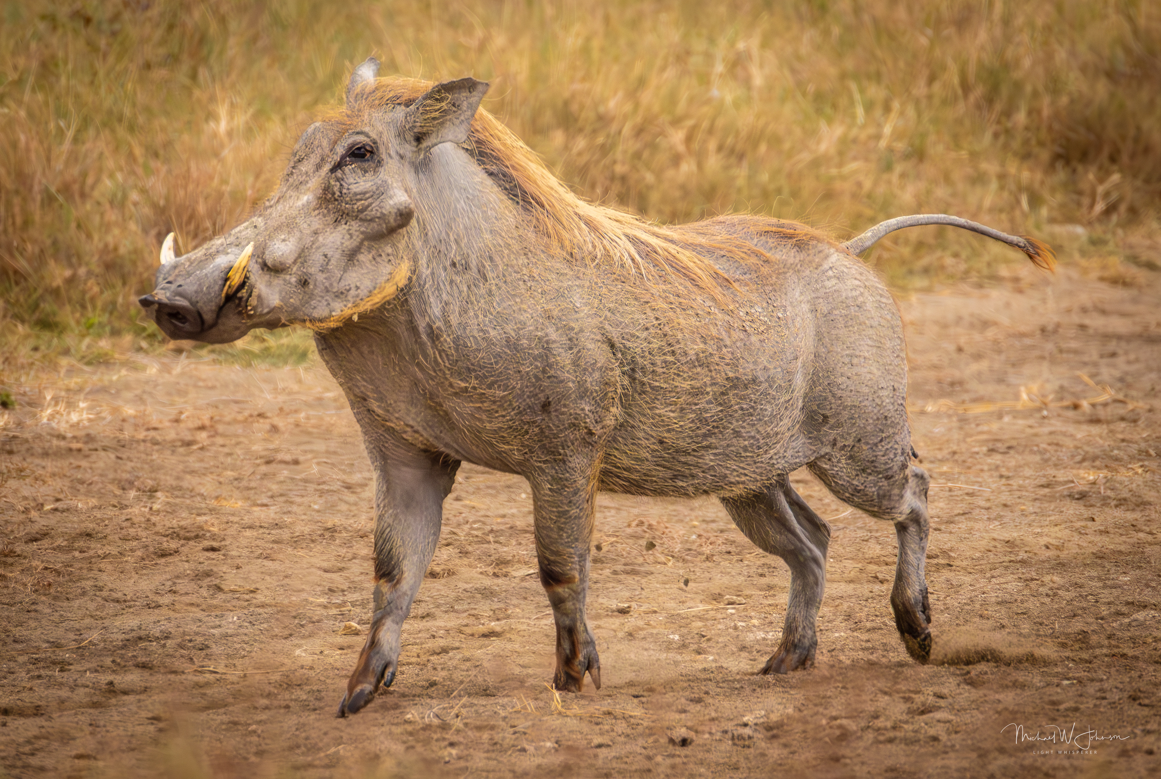 Warthog