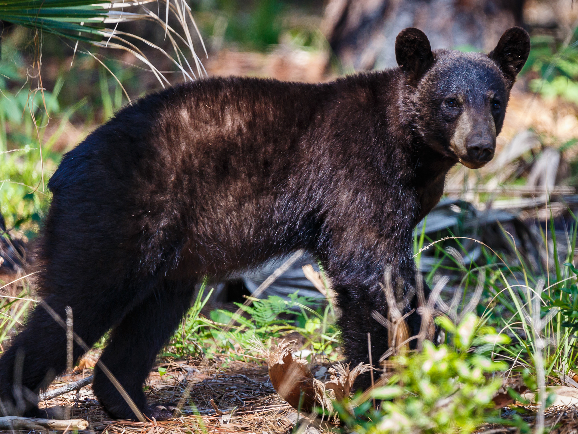 Florida Black Bear