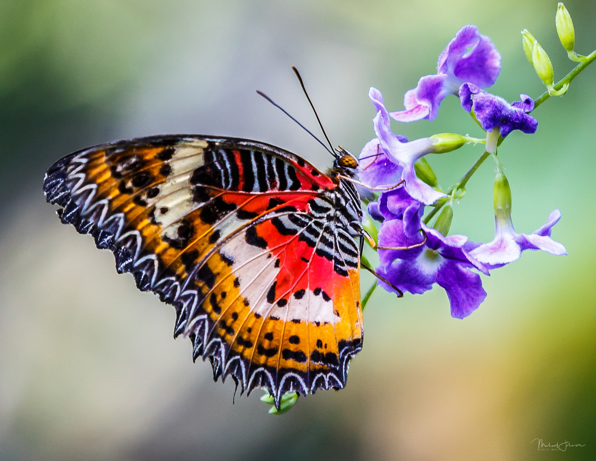 Leopard Lacewing