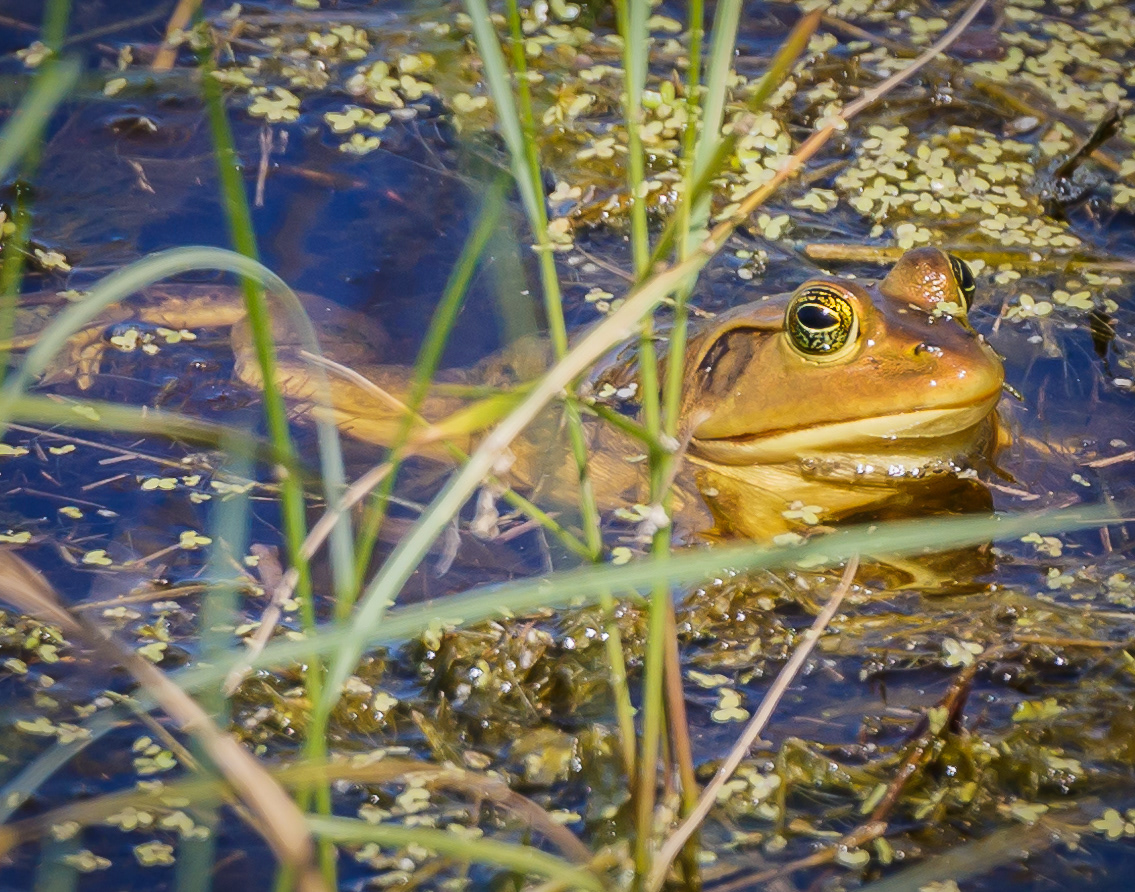 American Bullfrog