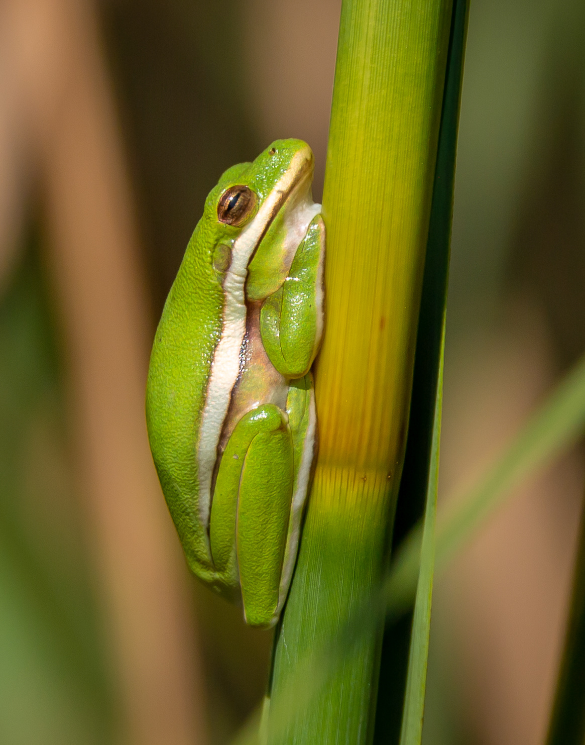 Florida Green Tree Frog