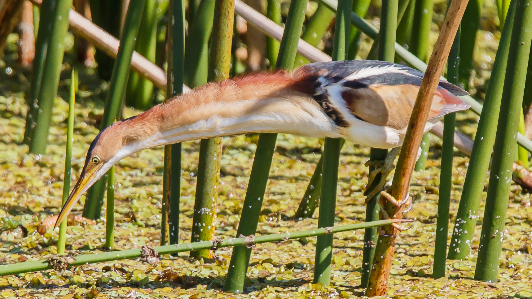 Least Bittern