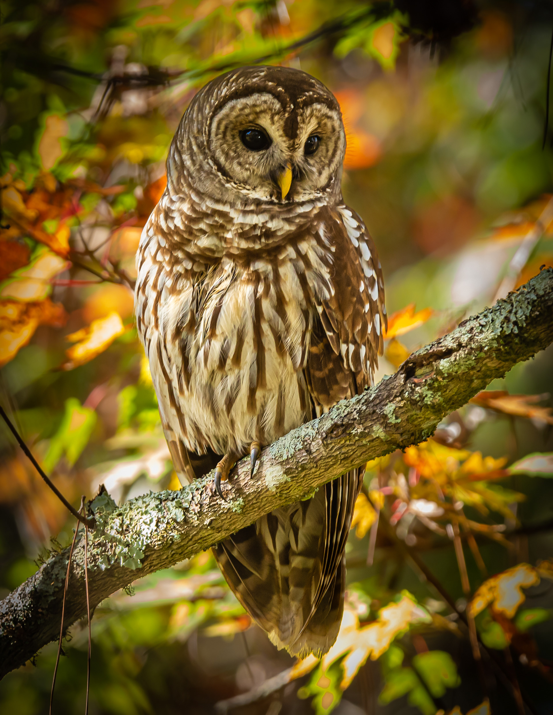 Barred Owl
