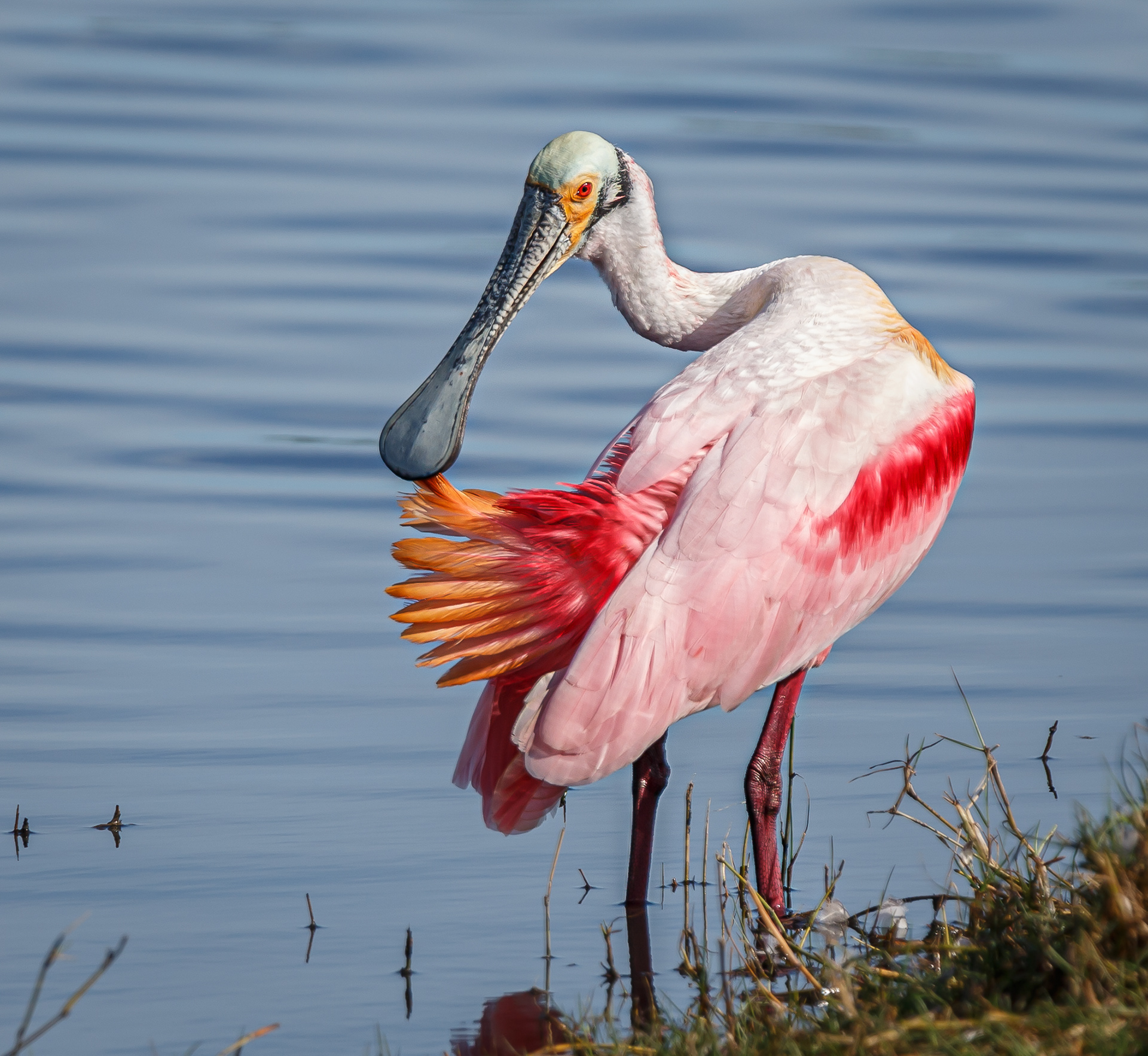 Roseate Spoonbill