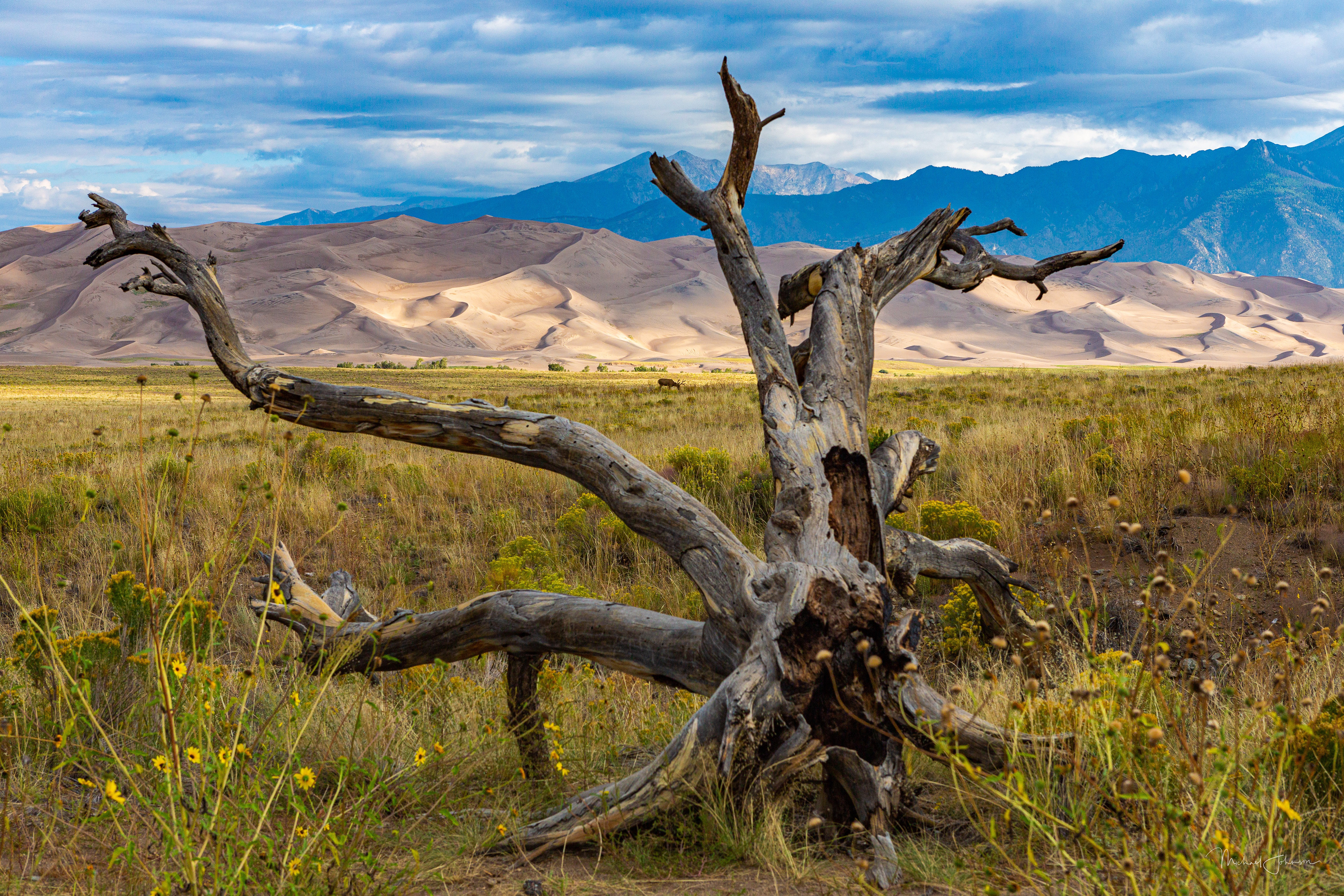 Dead Stump with Mule Deer