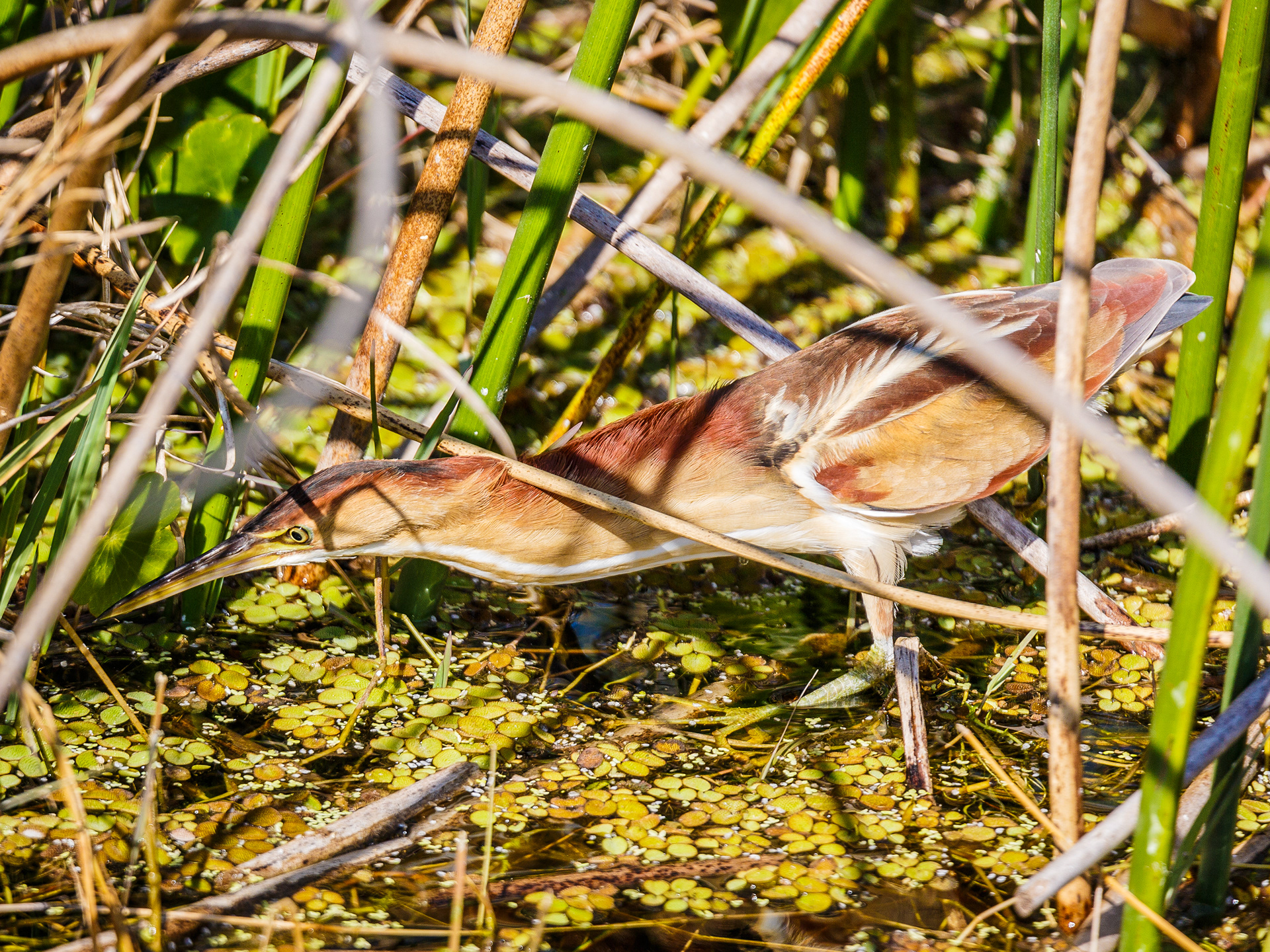 Least Bittern