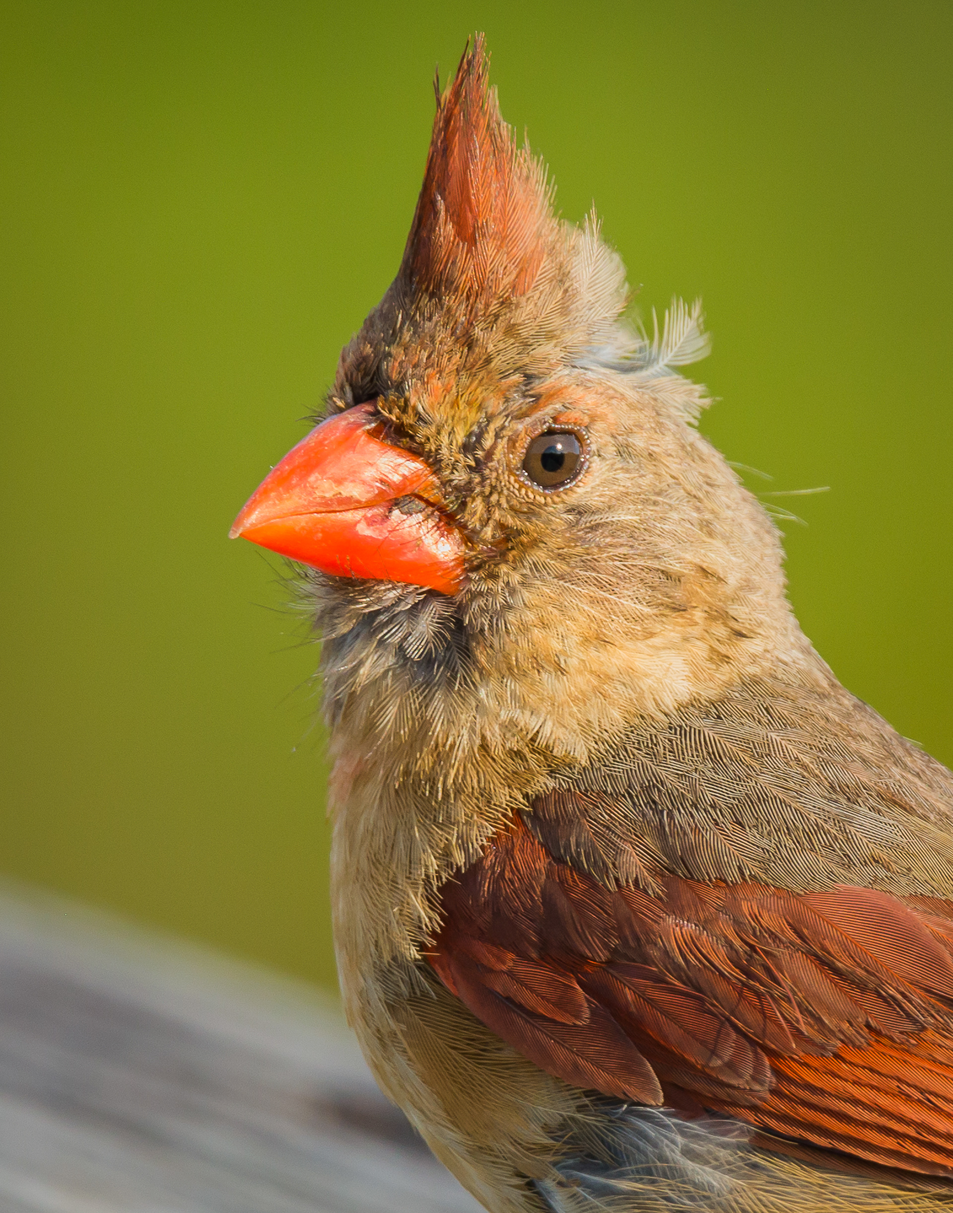 Northern Cardinal