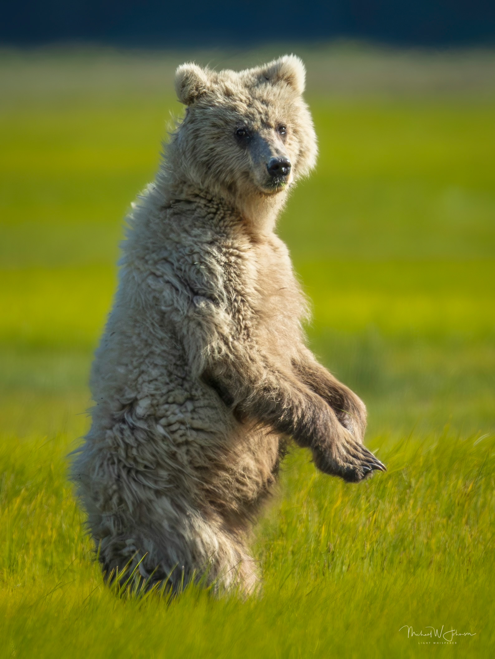 Brown Bear - Spirit