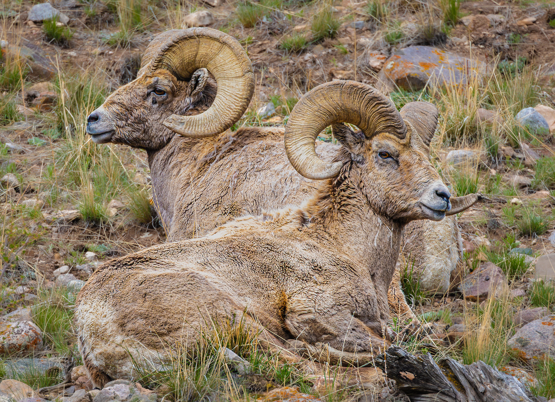 Bighorn Sheep
