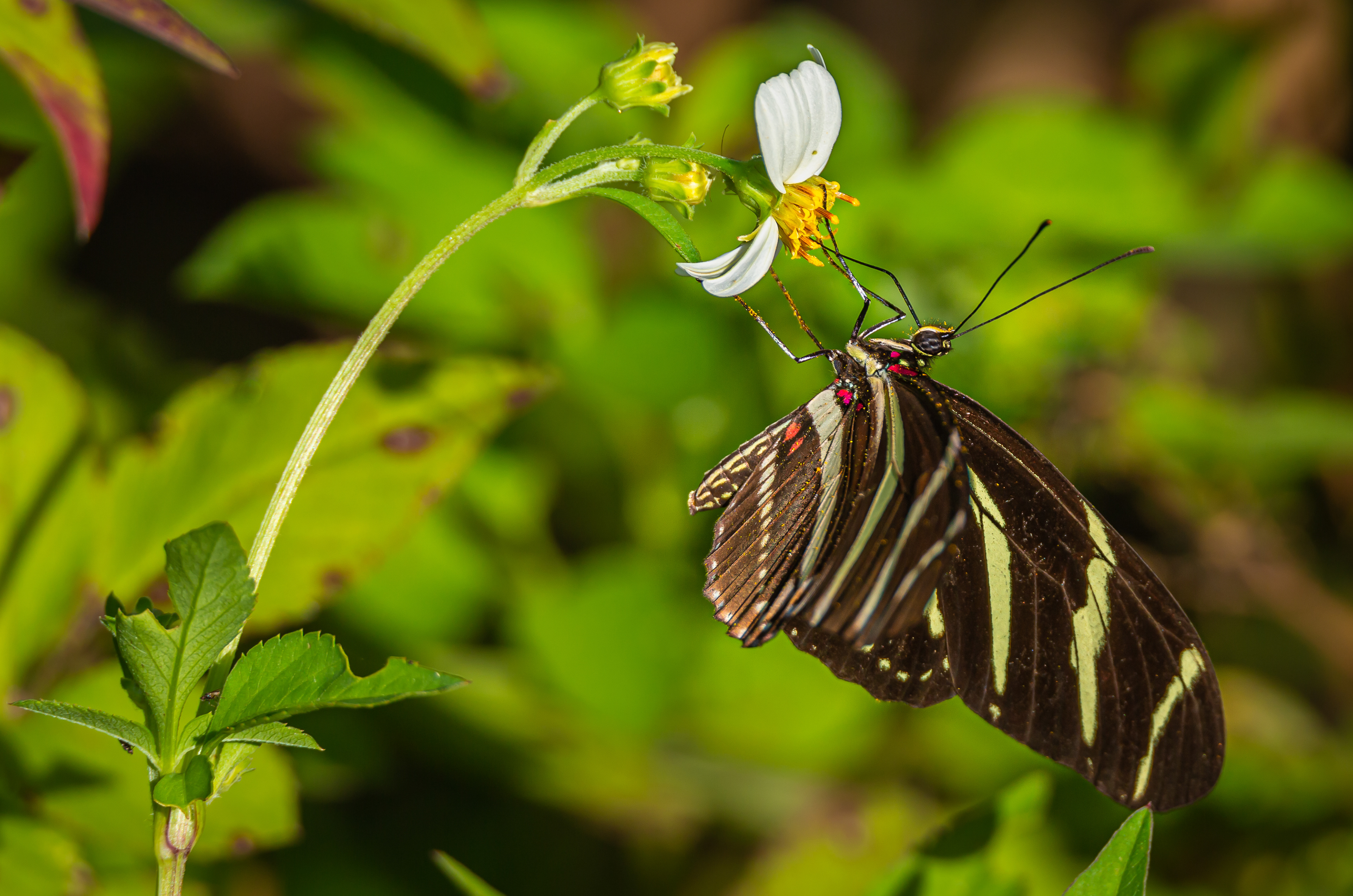 Zebra Longwing