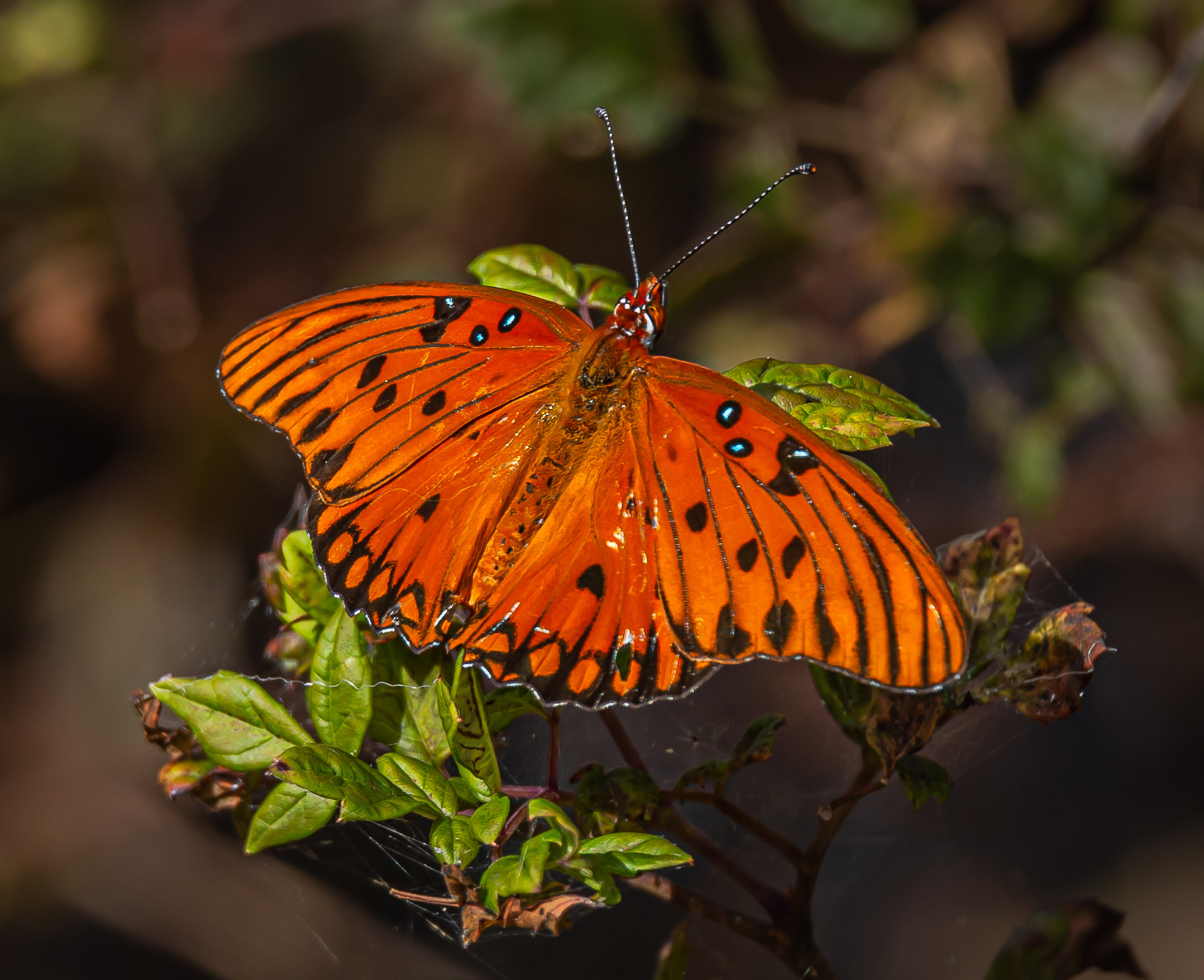 Gulf Fritillary