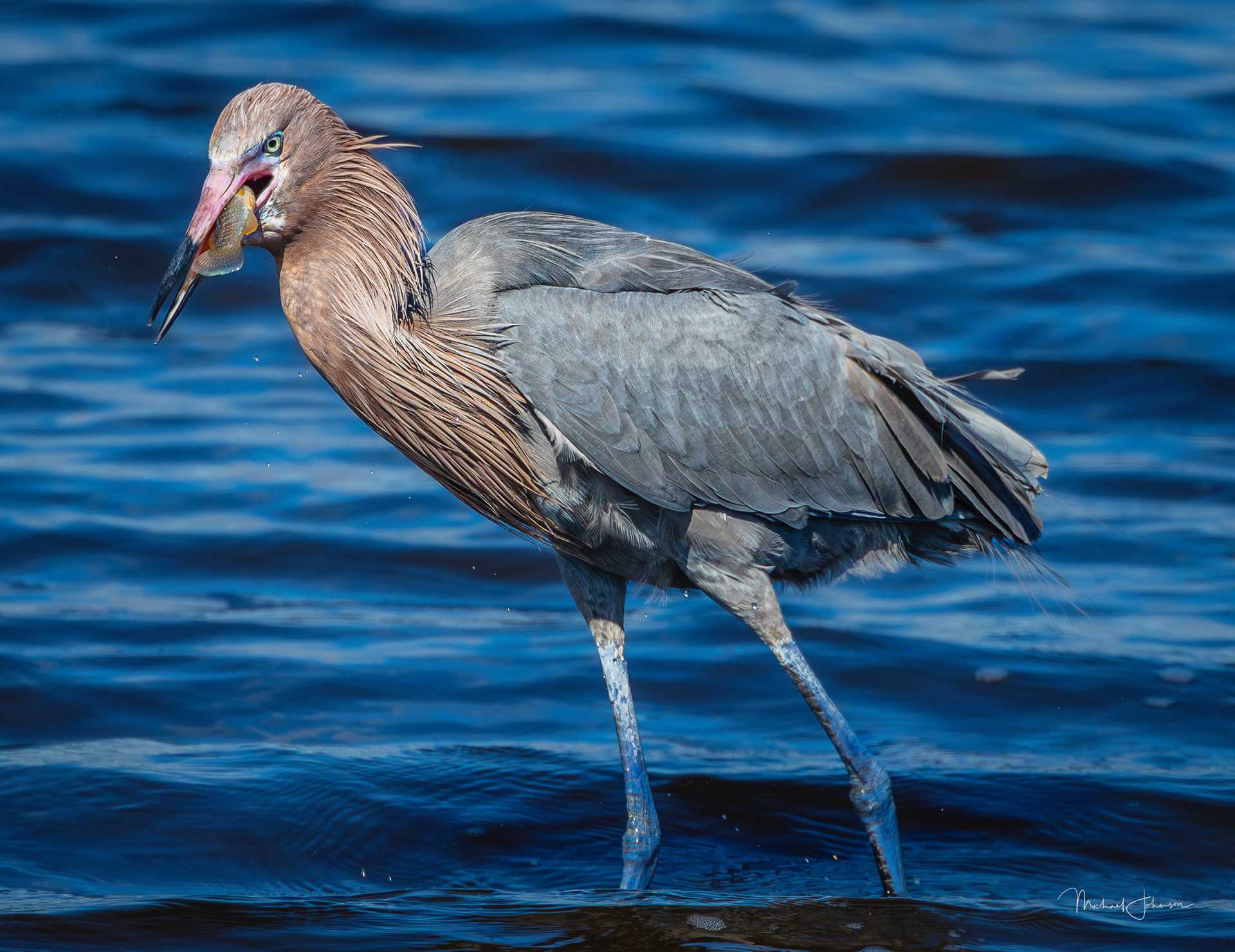 Reddish Egret