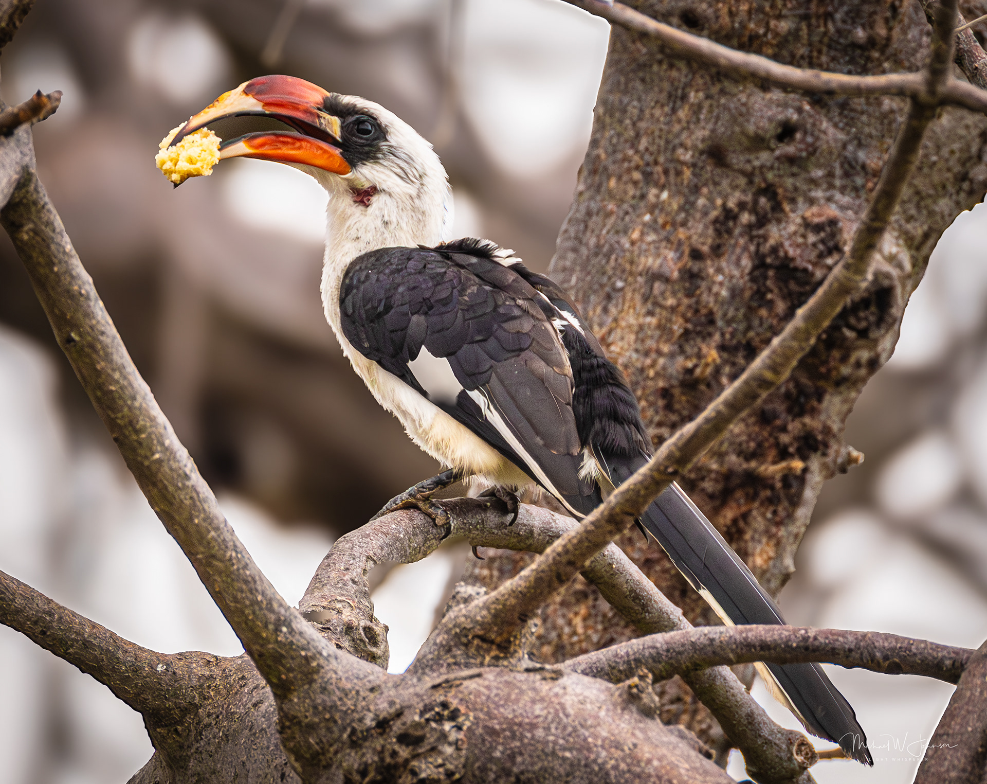 Von Der Decken's Hornbill - Male