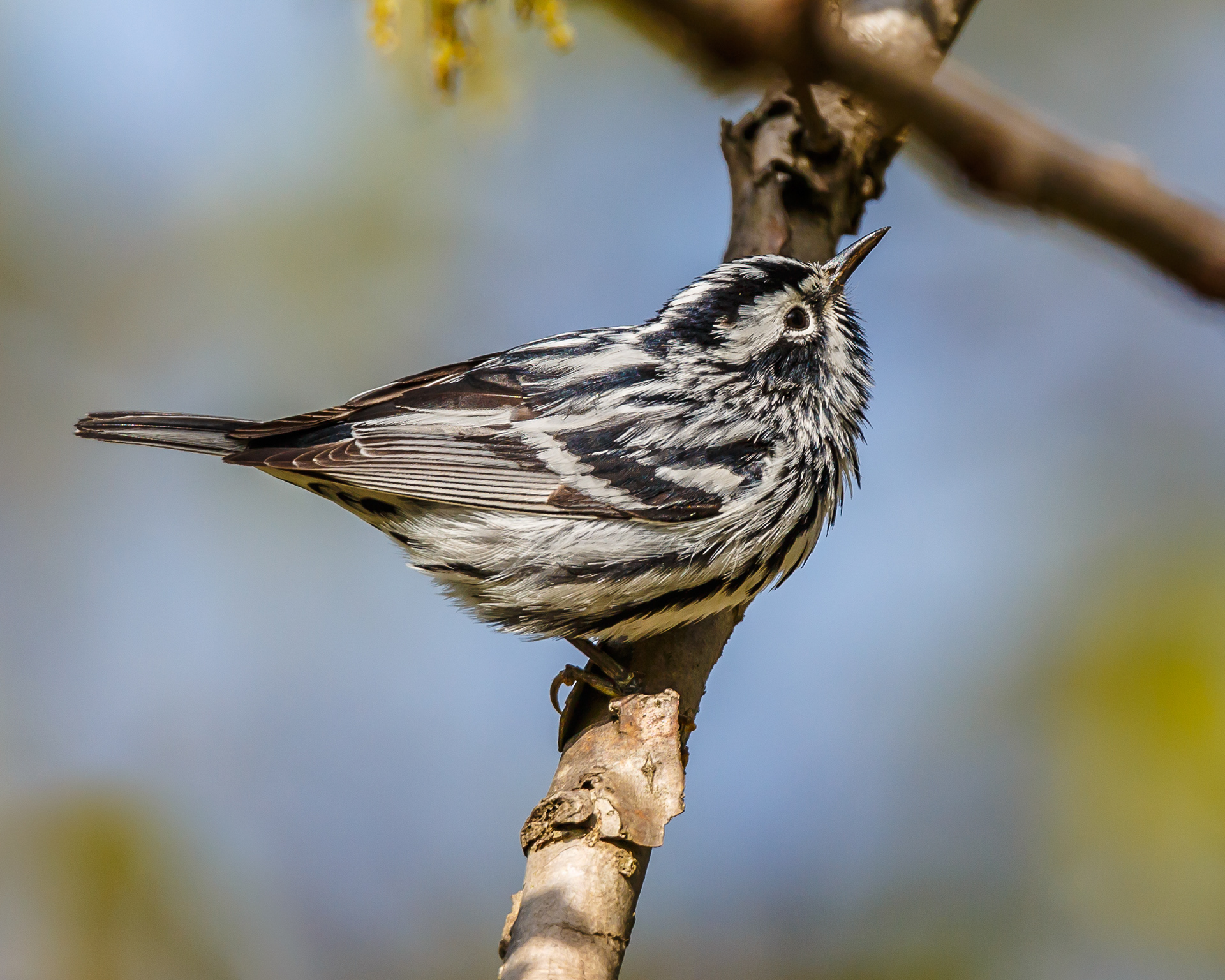 Black and White Warbler