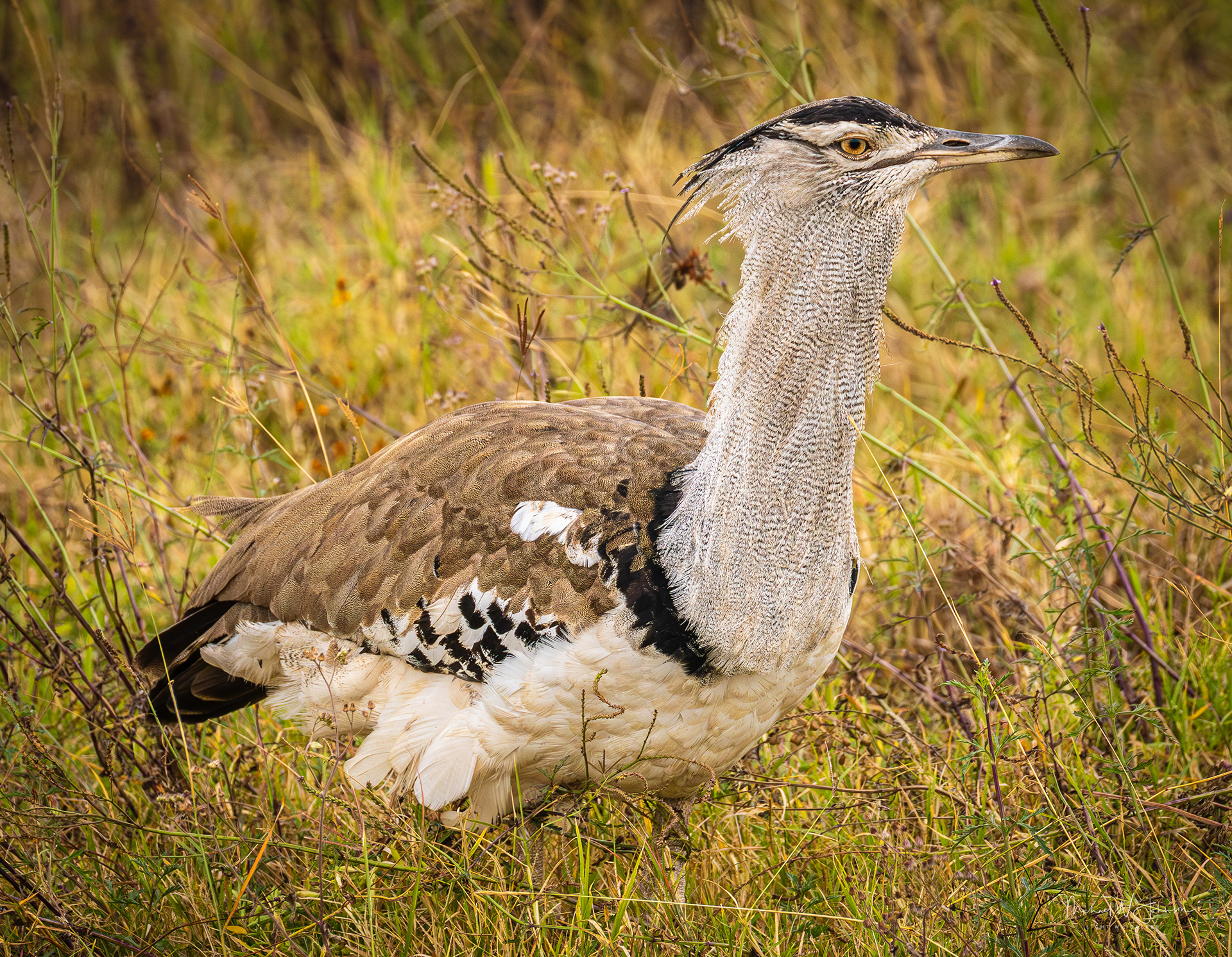 Kori Bustard