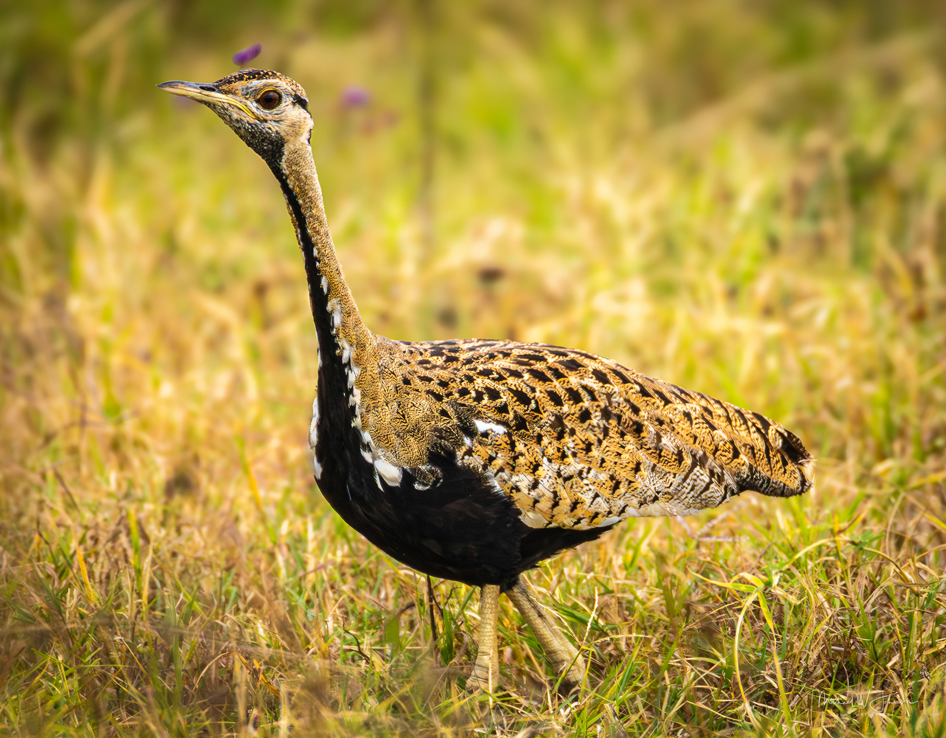 Black-bellied Bustard