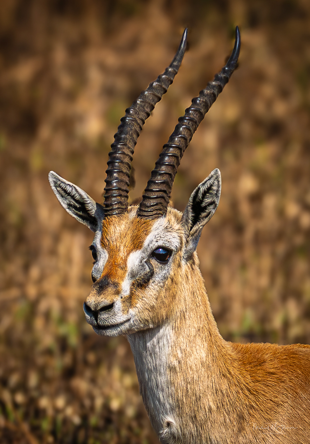 Thompson's Gazelle