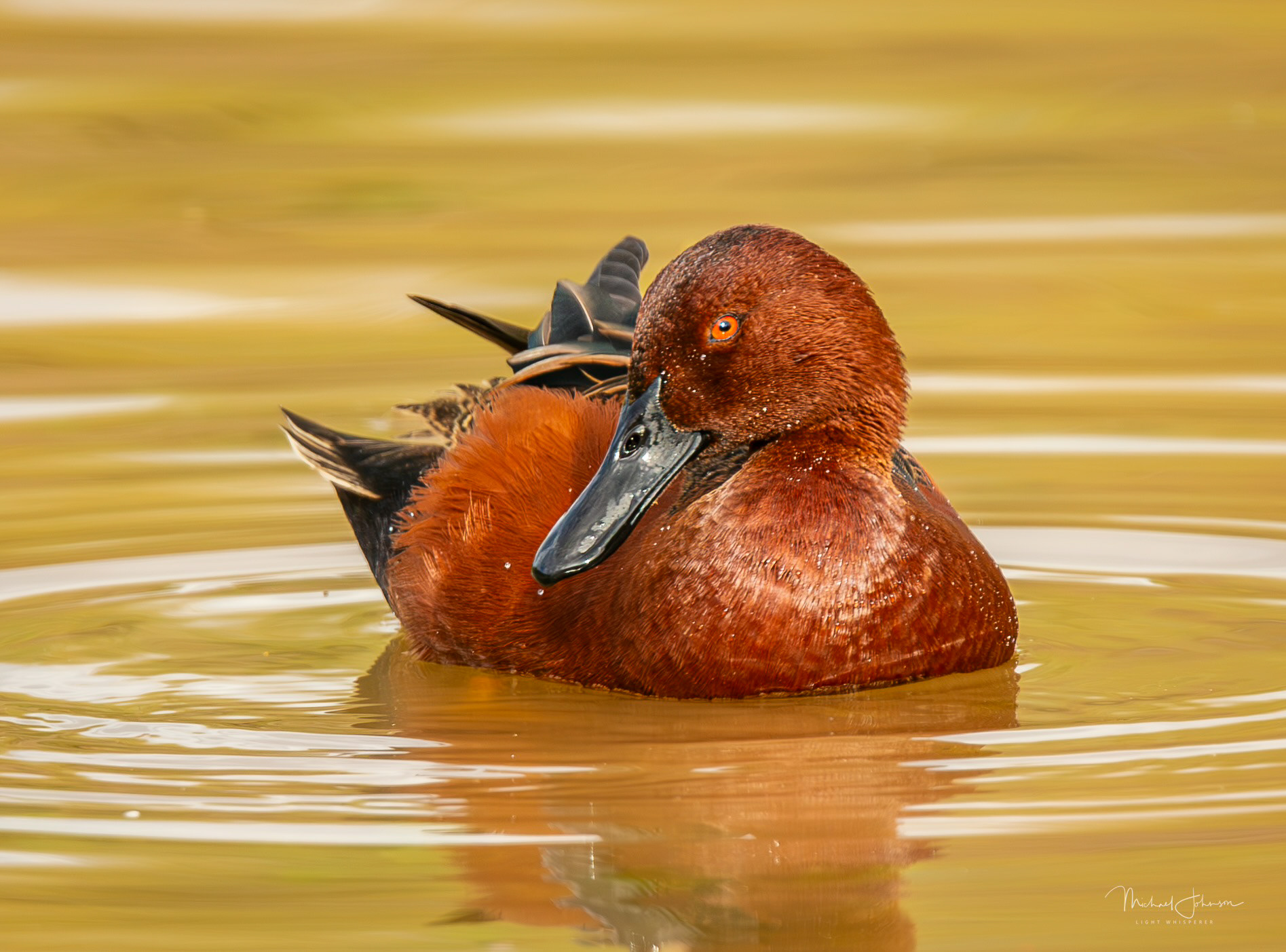 Cinnamon Teal