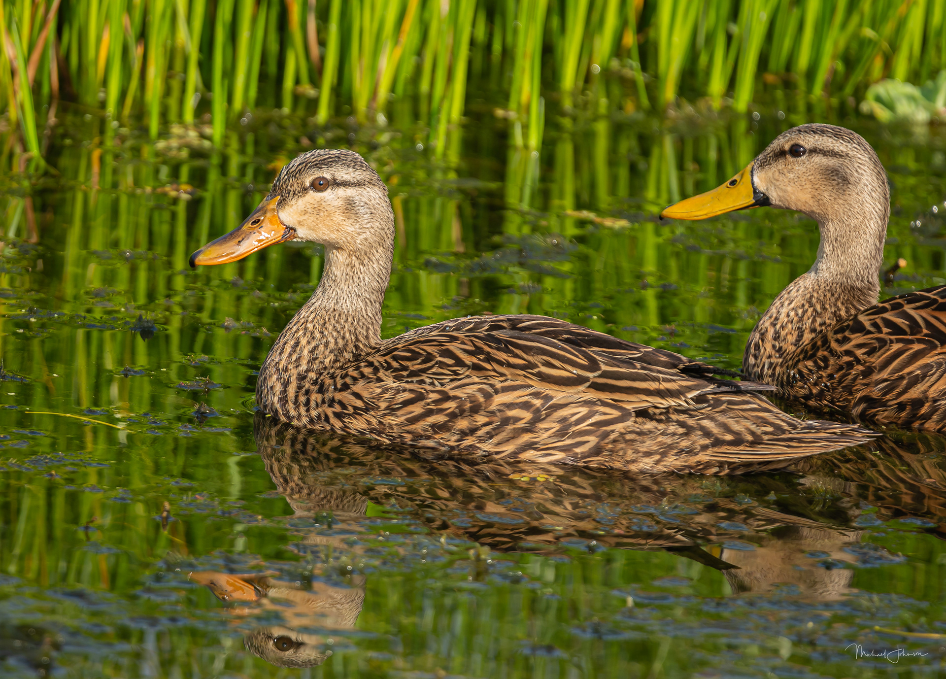 Mottled Duck