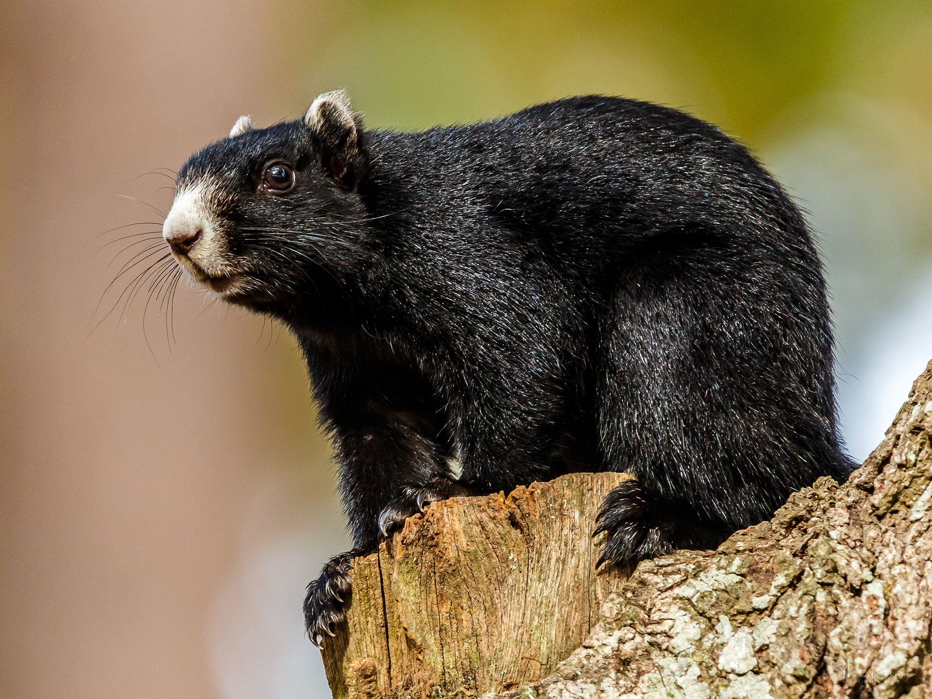 Black Eox Squirrel