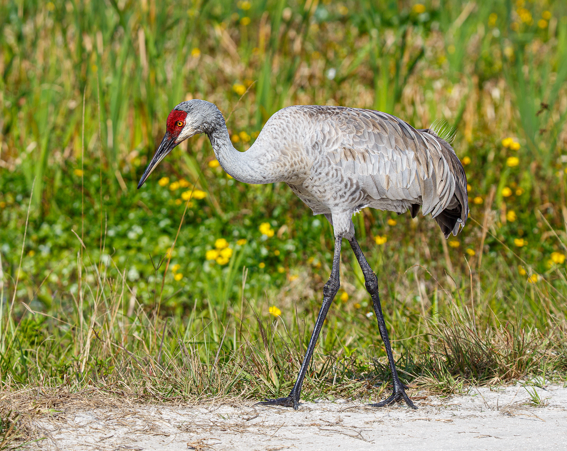 Sandhill Crane