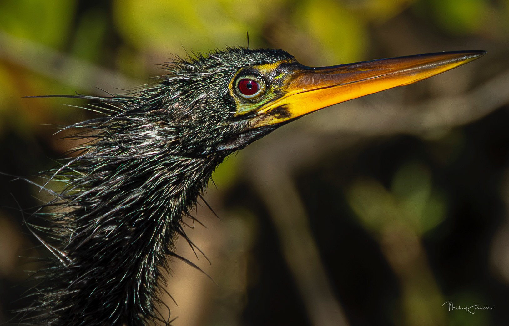 Anhinga