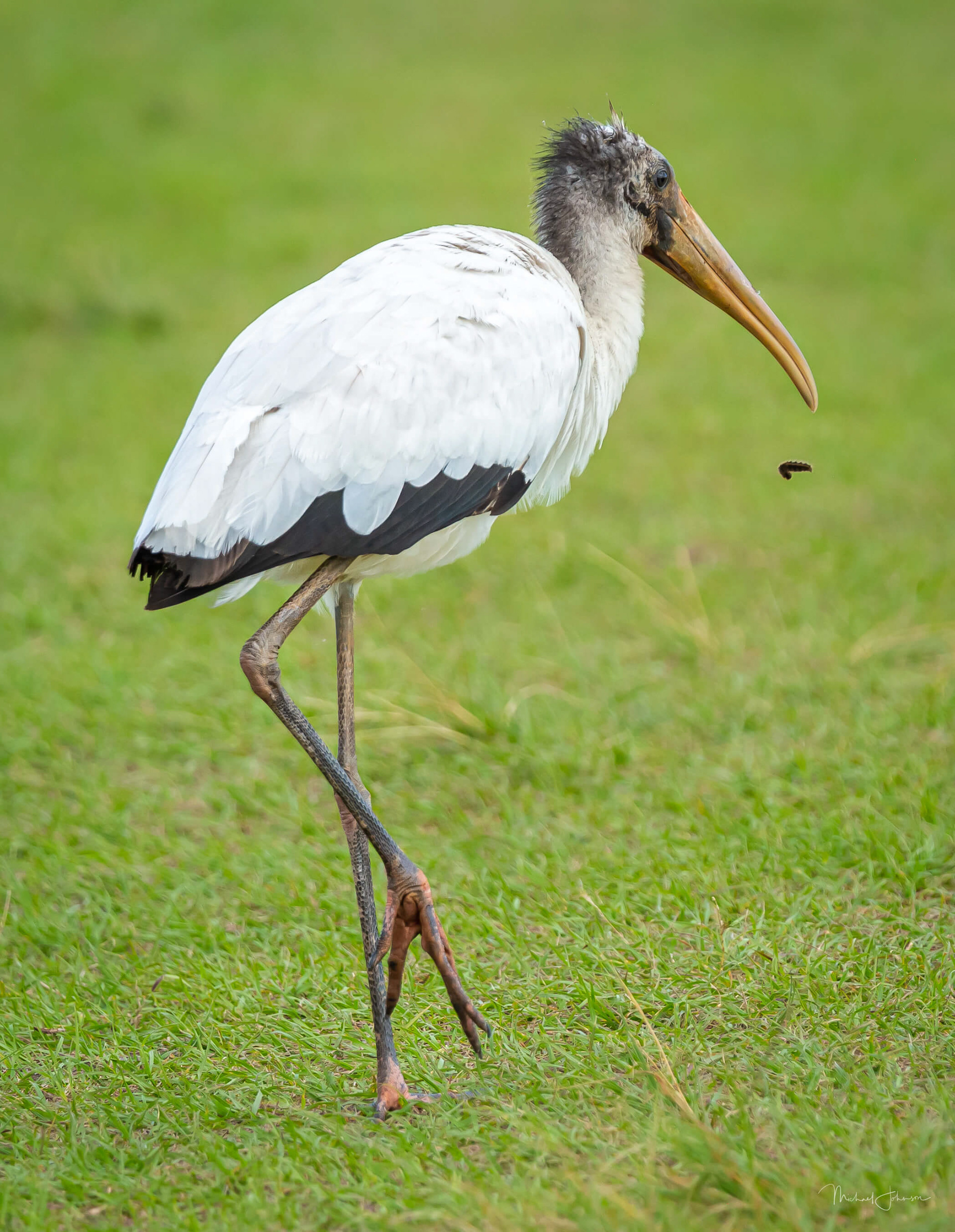 Wood Stork