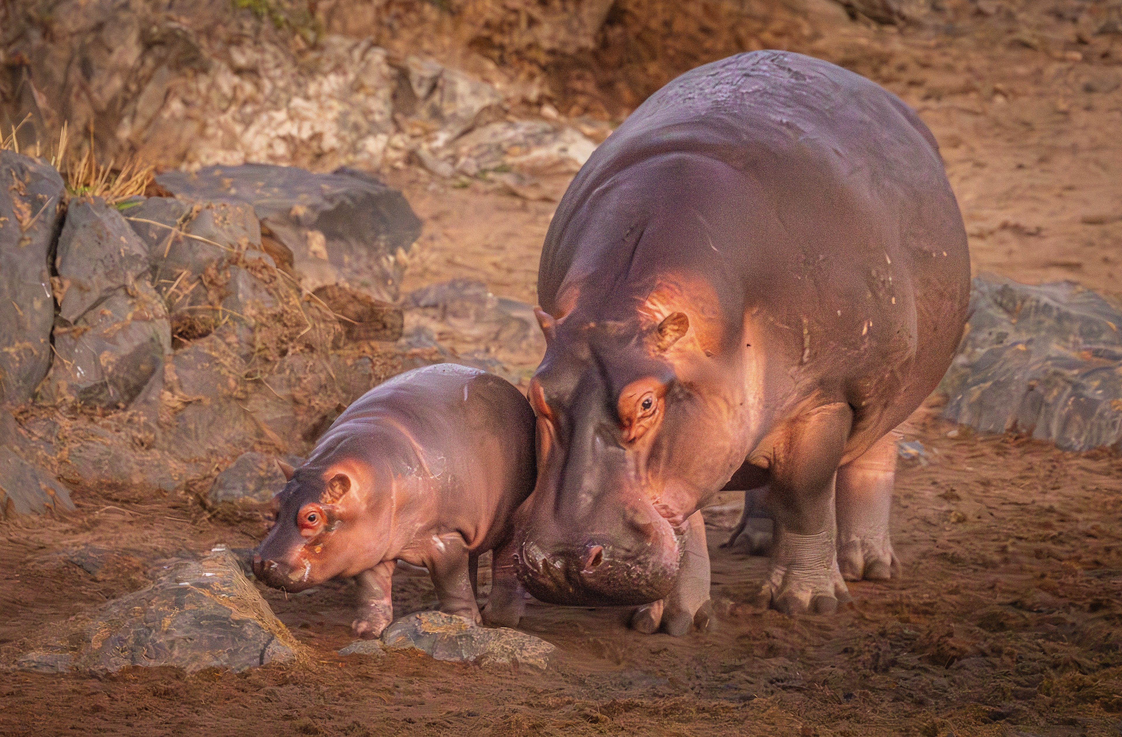 Hippos