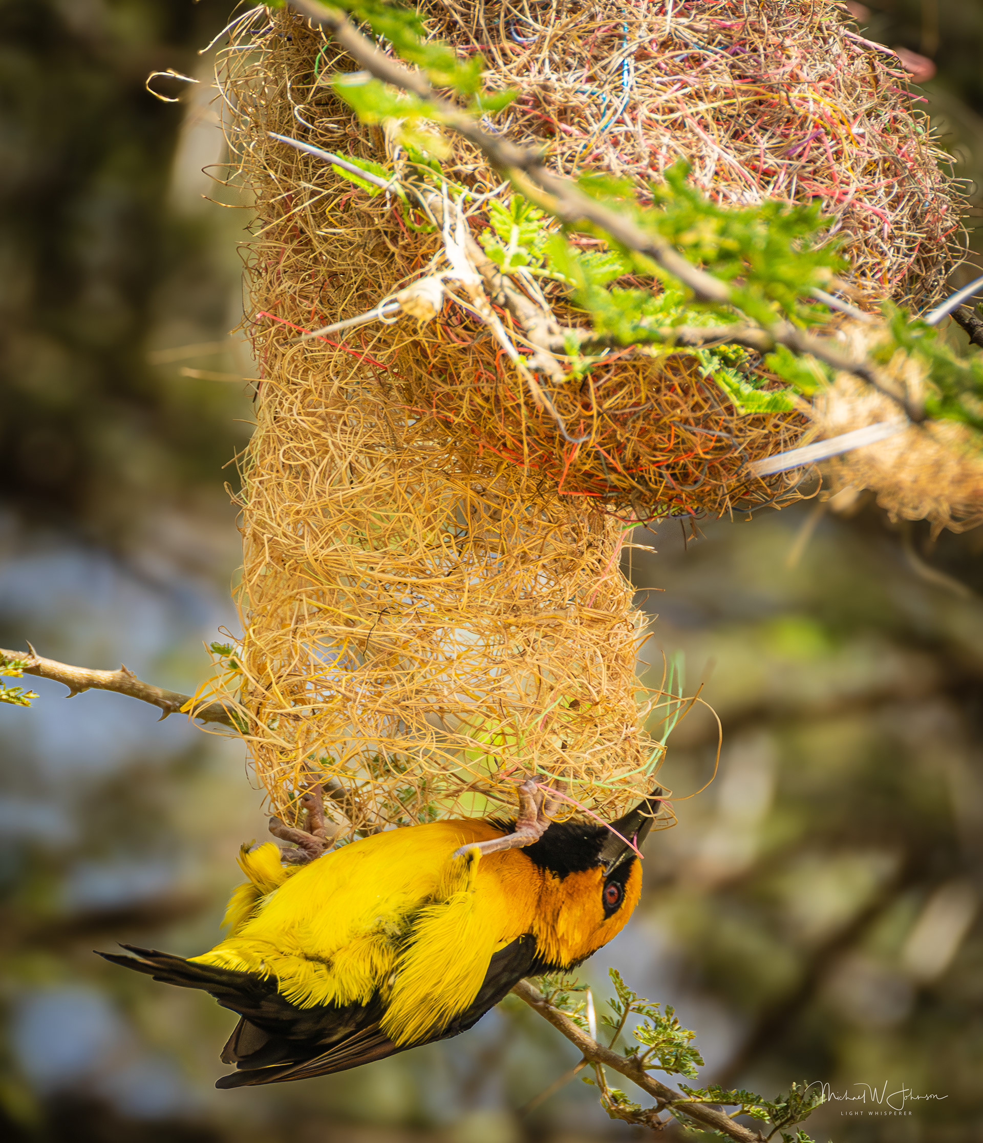 Black-necked Weaver