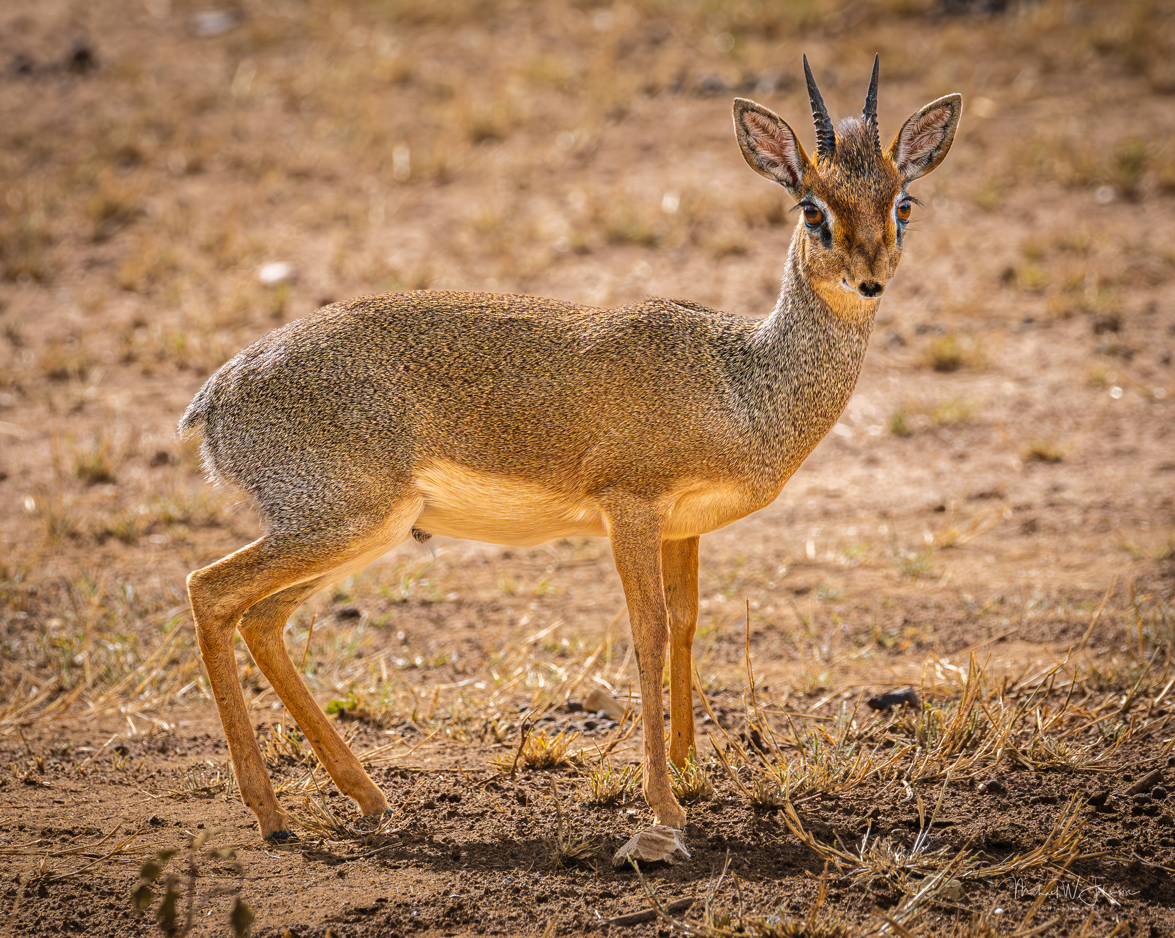 DikDik