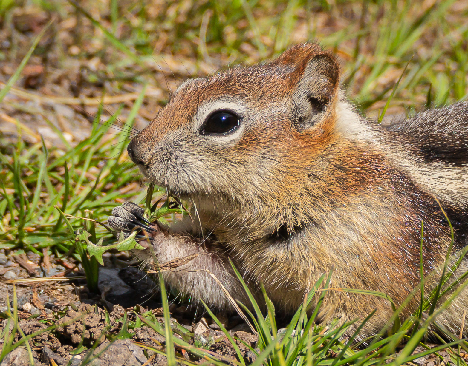 Golden-mantled Ground Squirrel