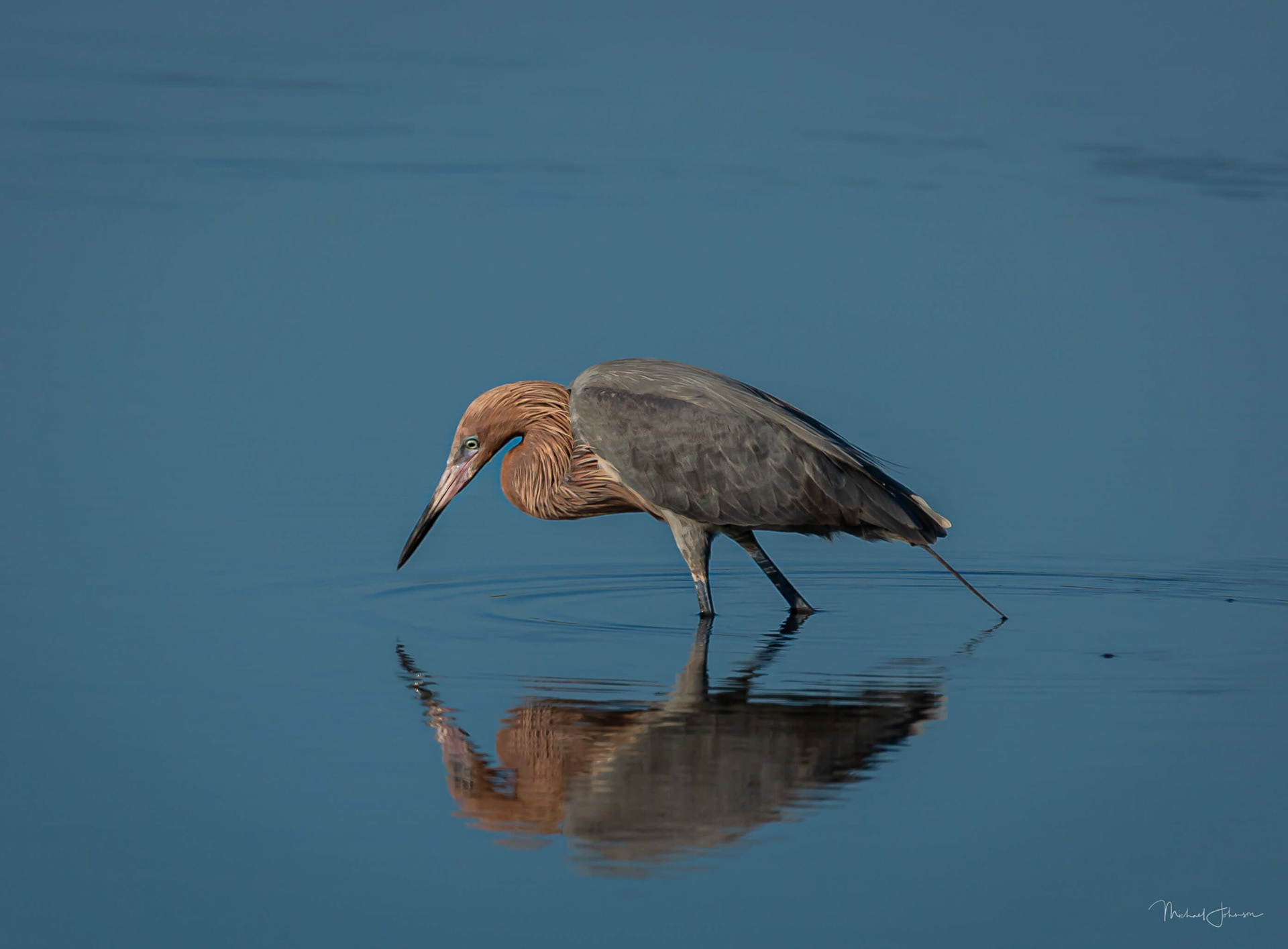 Reddish Egret