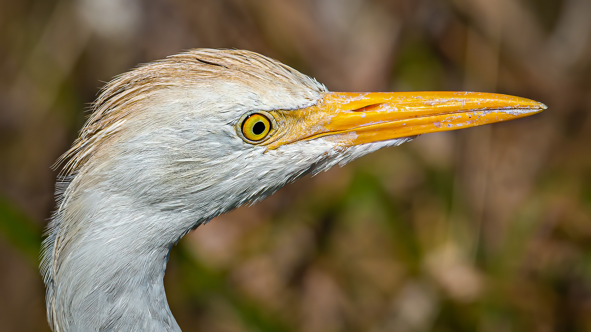 Cattle Egret