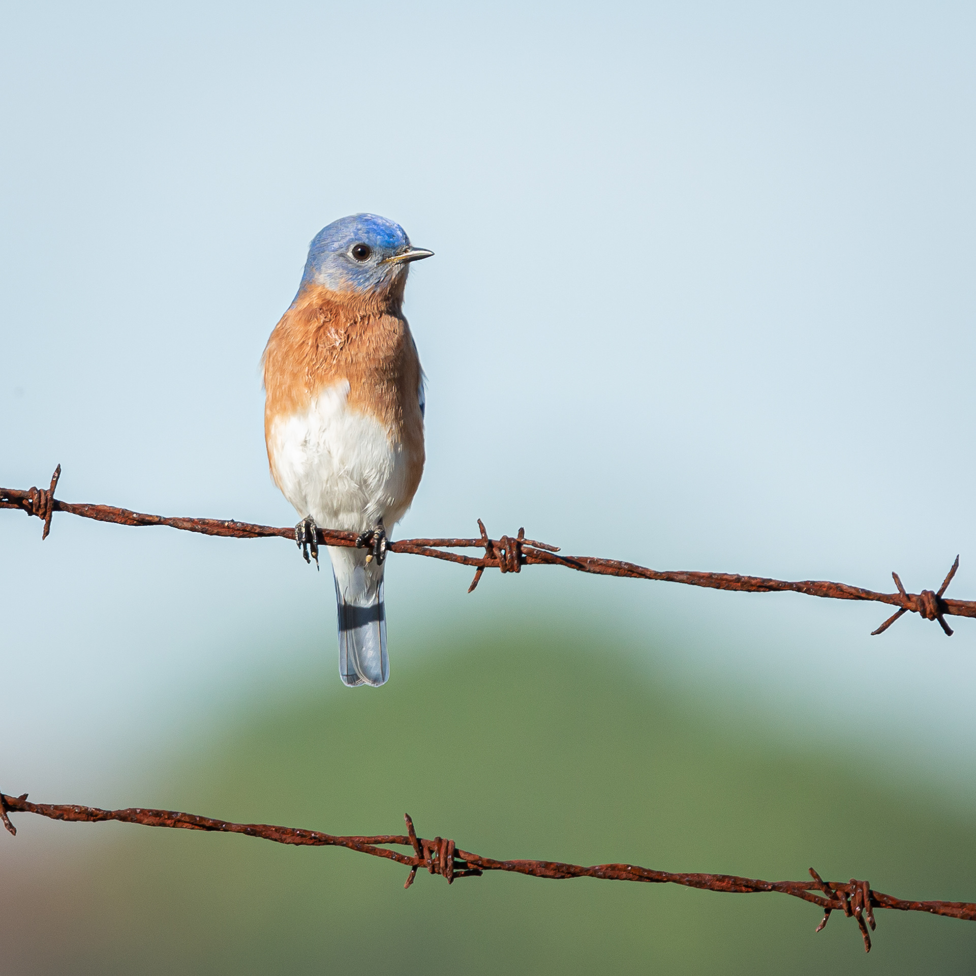Eastern Bluebird