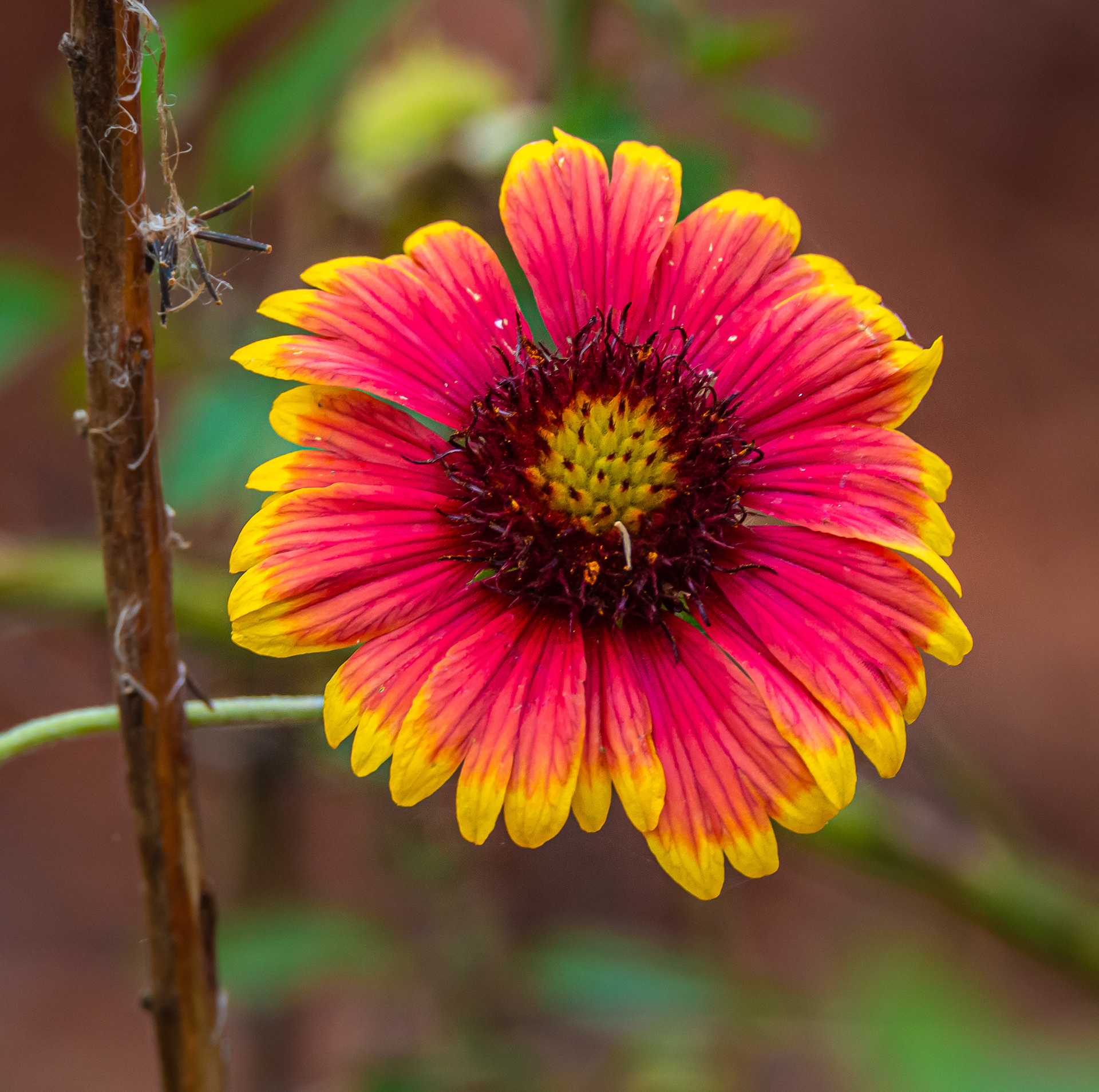 Indian Blanket
