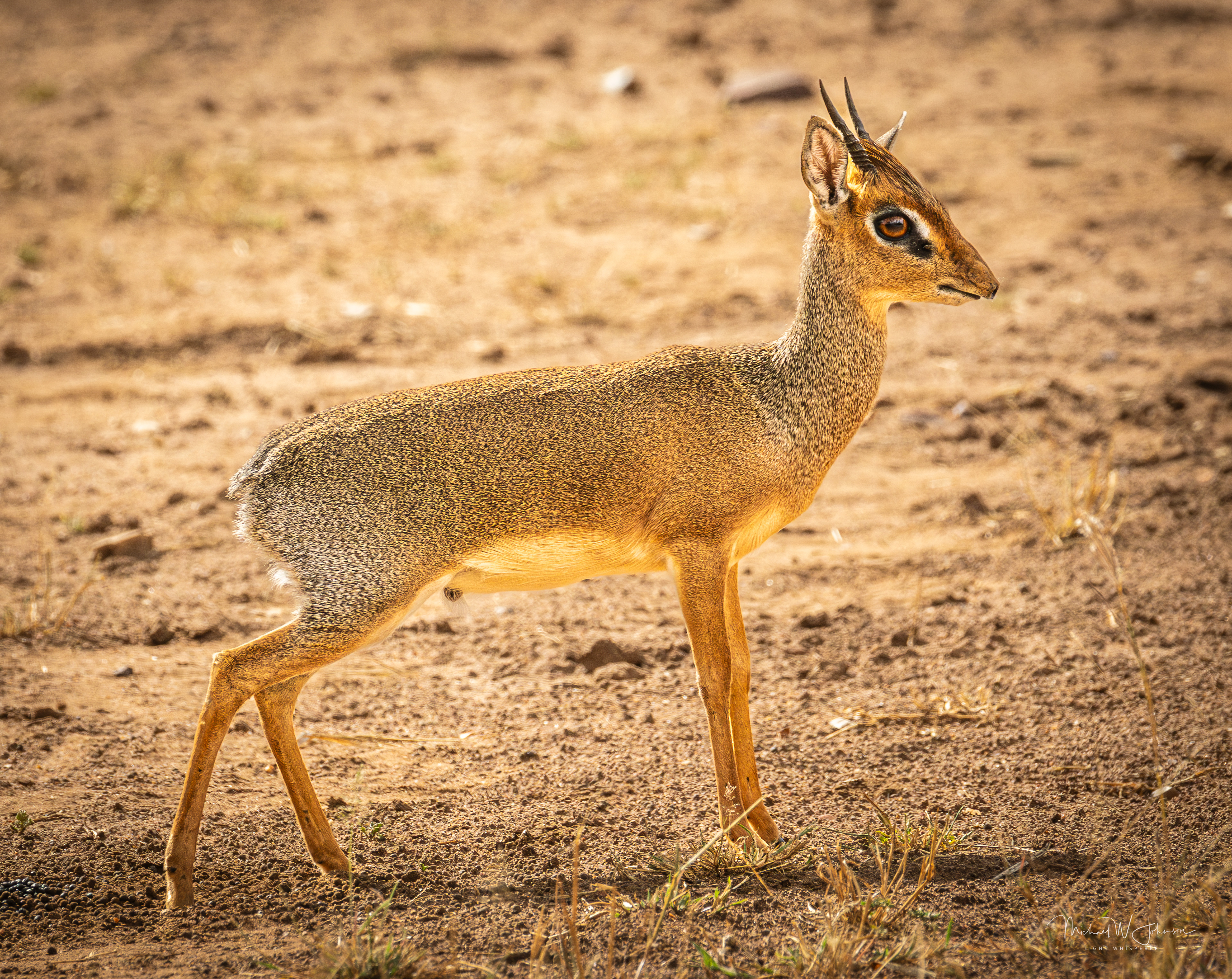 DikDik