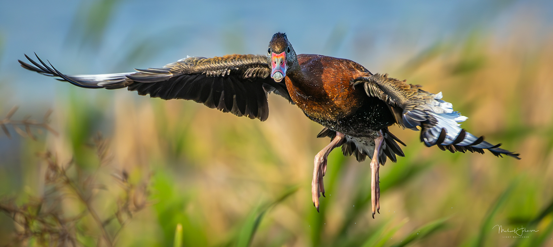 Black-bellied Whistling Duck