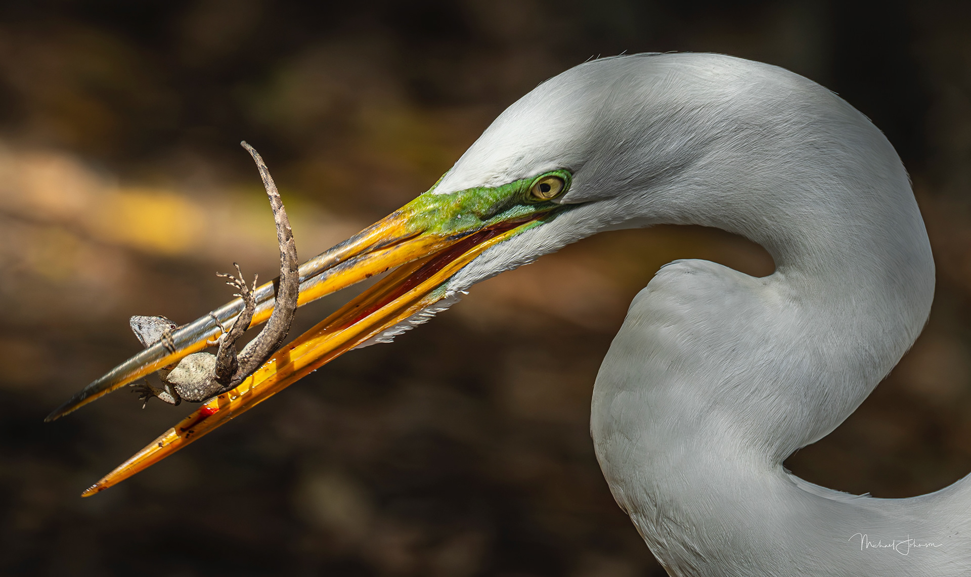 Great Egret