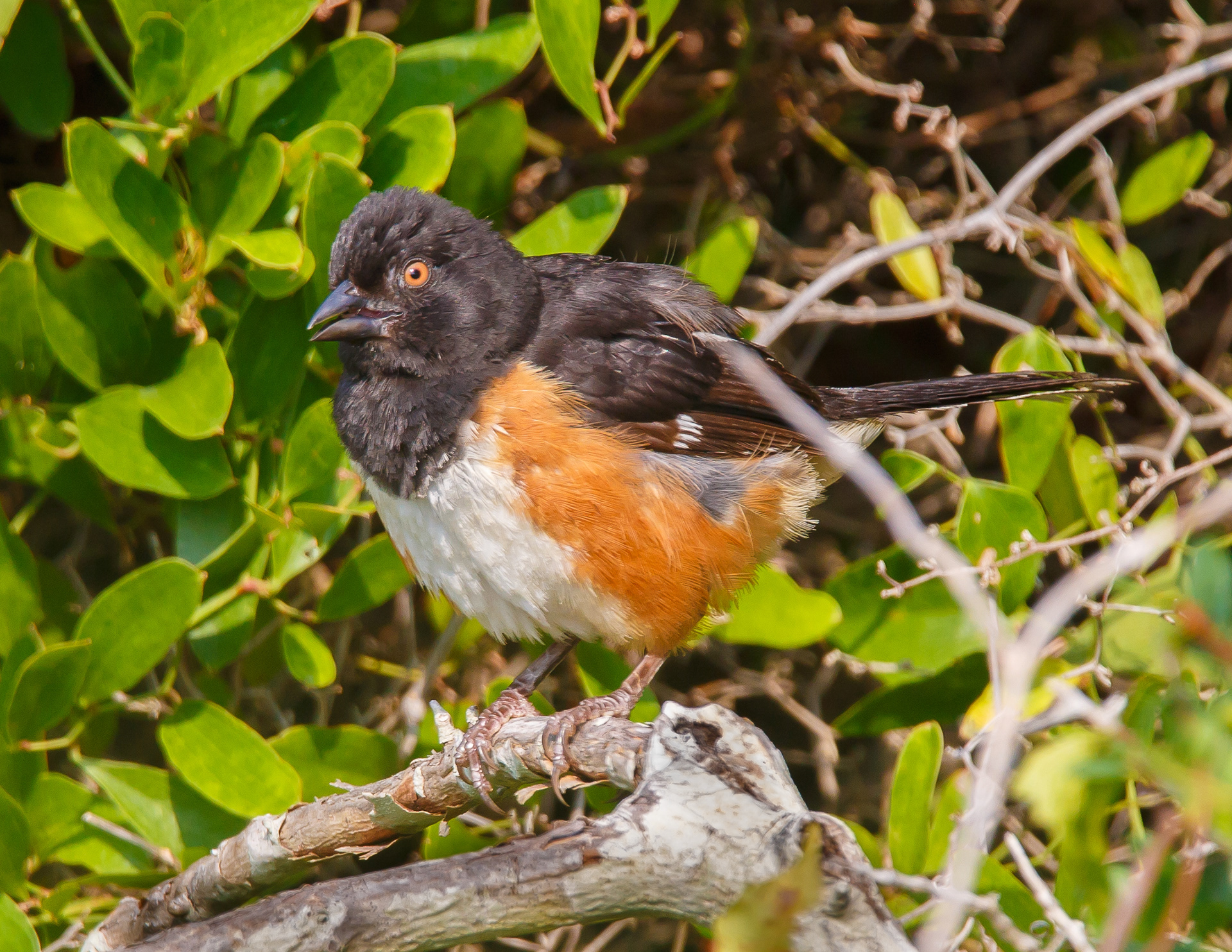 Eastern Towhee