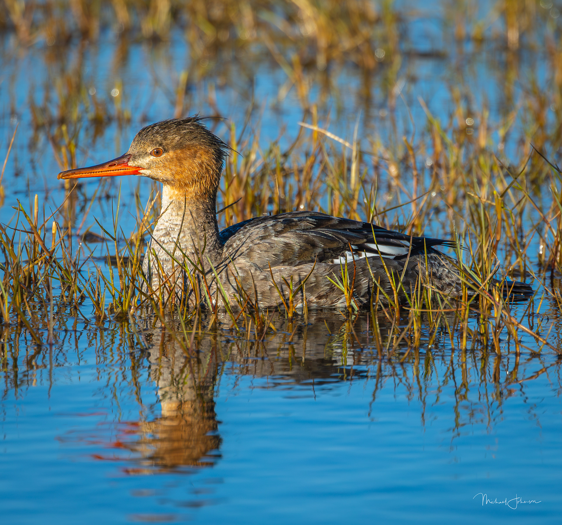 Red-breasted Merganser