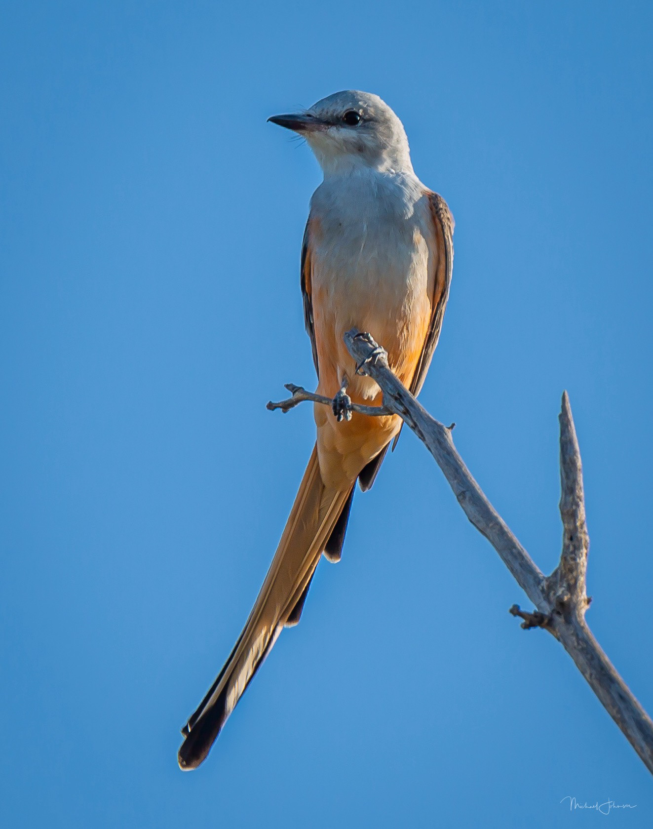 Scissor-tailed Flycatcher