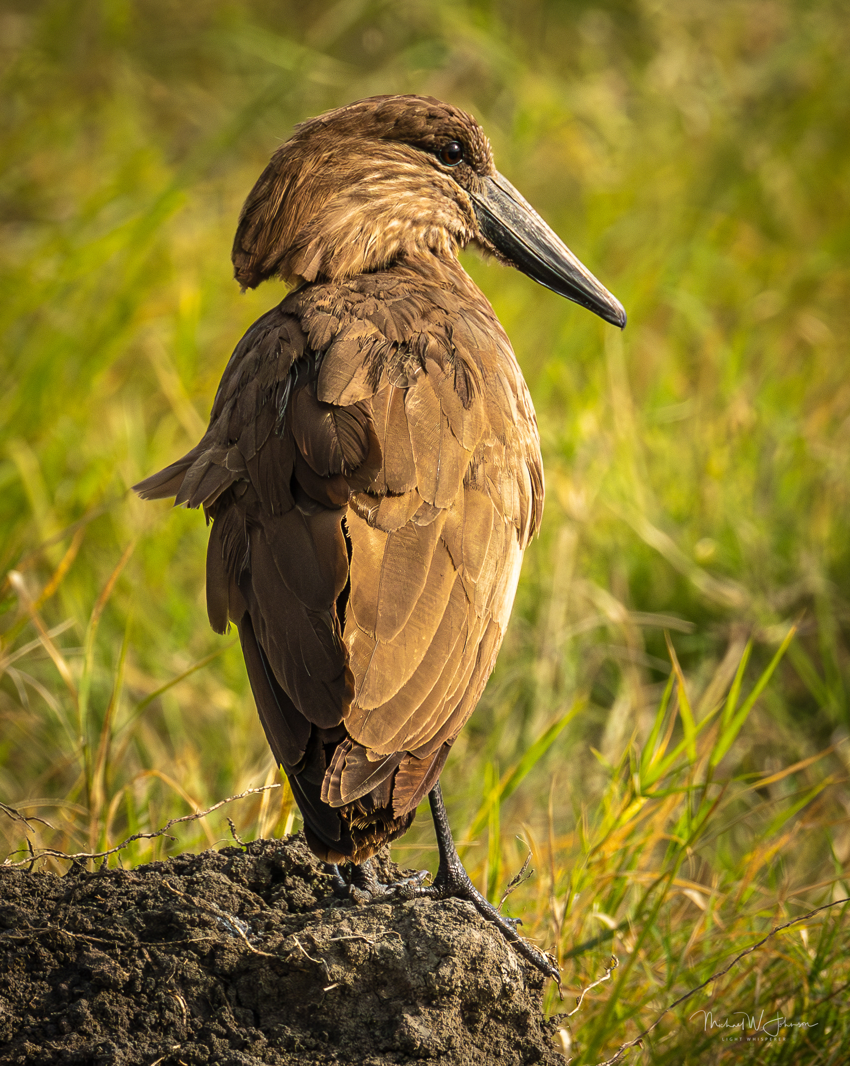 Hammerkop