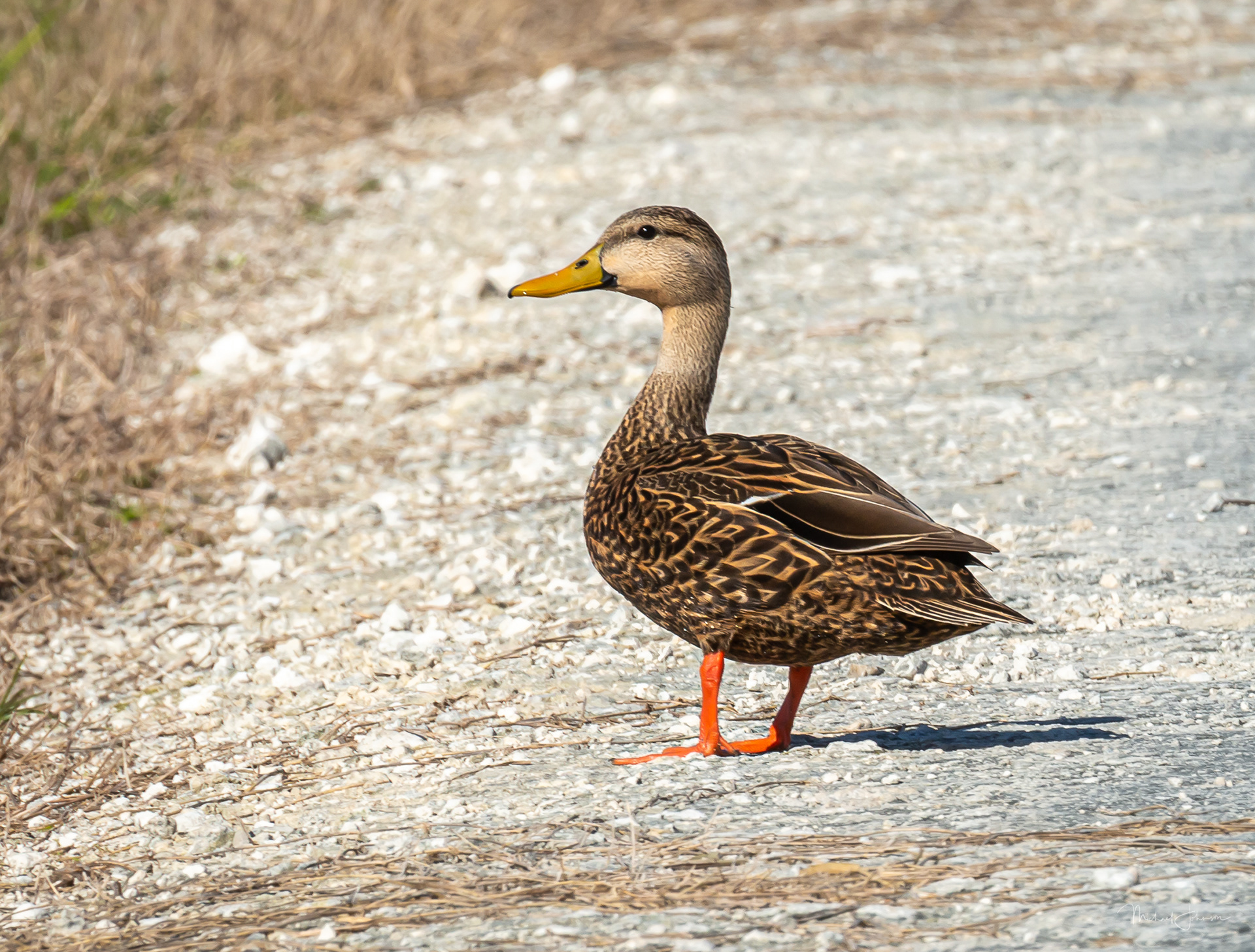 Mottled Duck