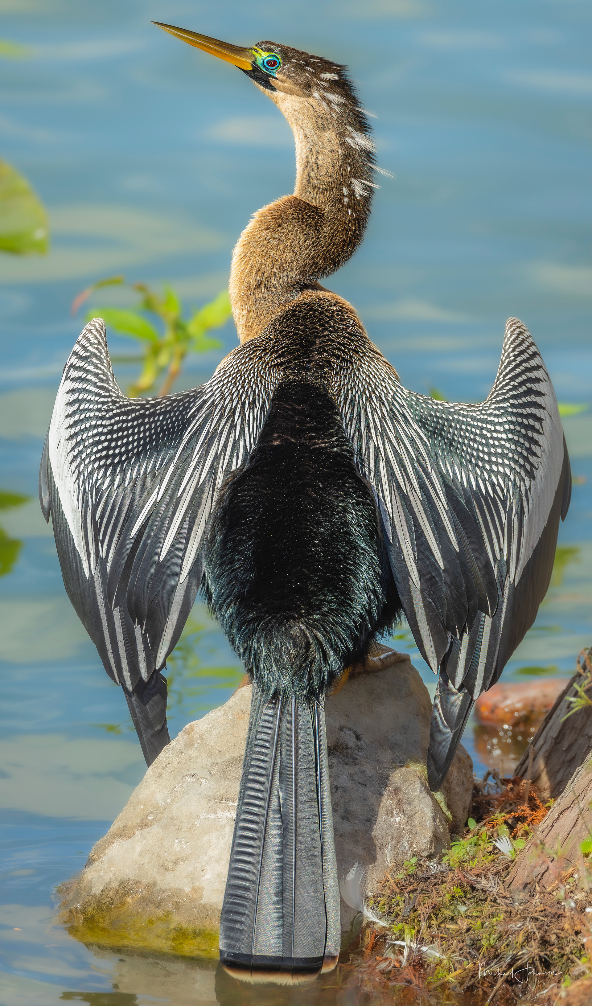 Anhinga