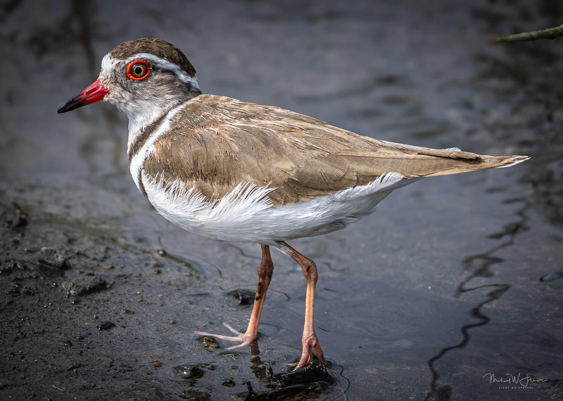 Three-banded Plover
